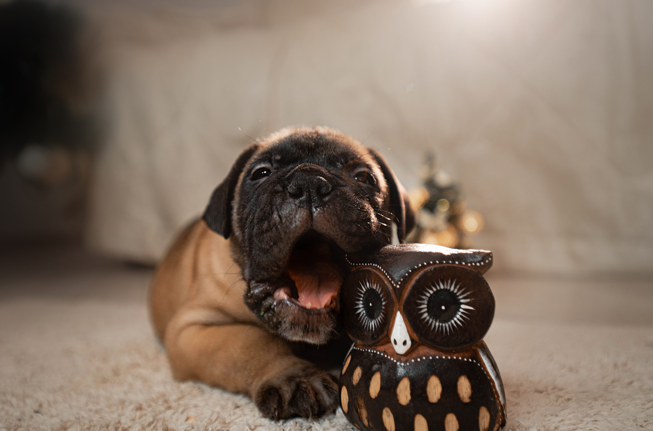 Семейная съемка с щенками. Фотограф — анималист Саратов/Москва|Плужникова Юлия