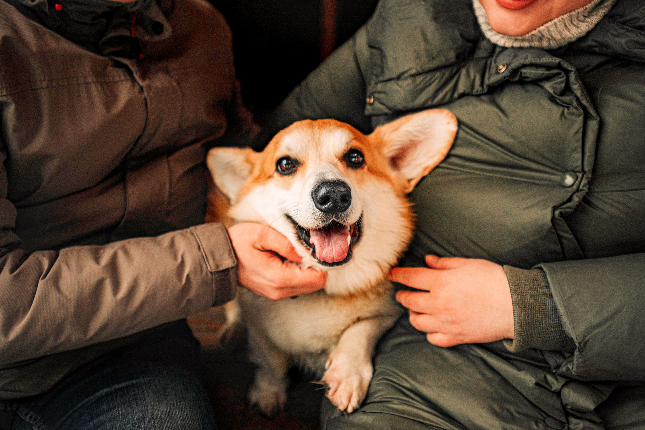 Нортон и его семья. Фотограф — анималист Саратов/Москва|Плужникова Юлия