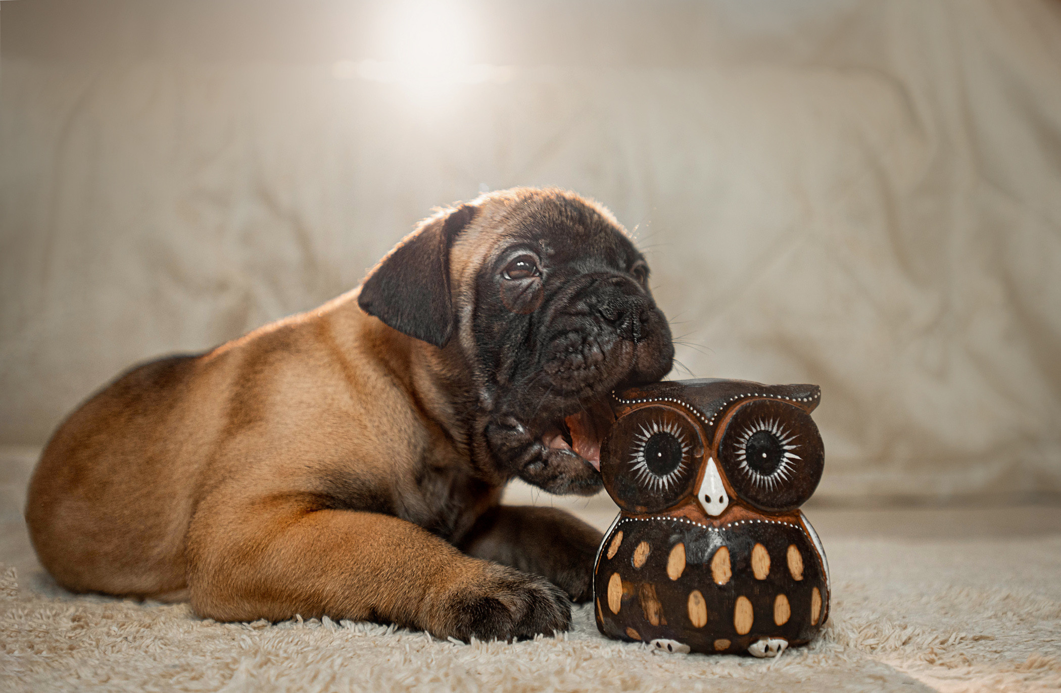 Семейная съемка с щенками. Фотограф — анималист Саратов/Москва|Плужникова Юлия