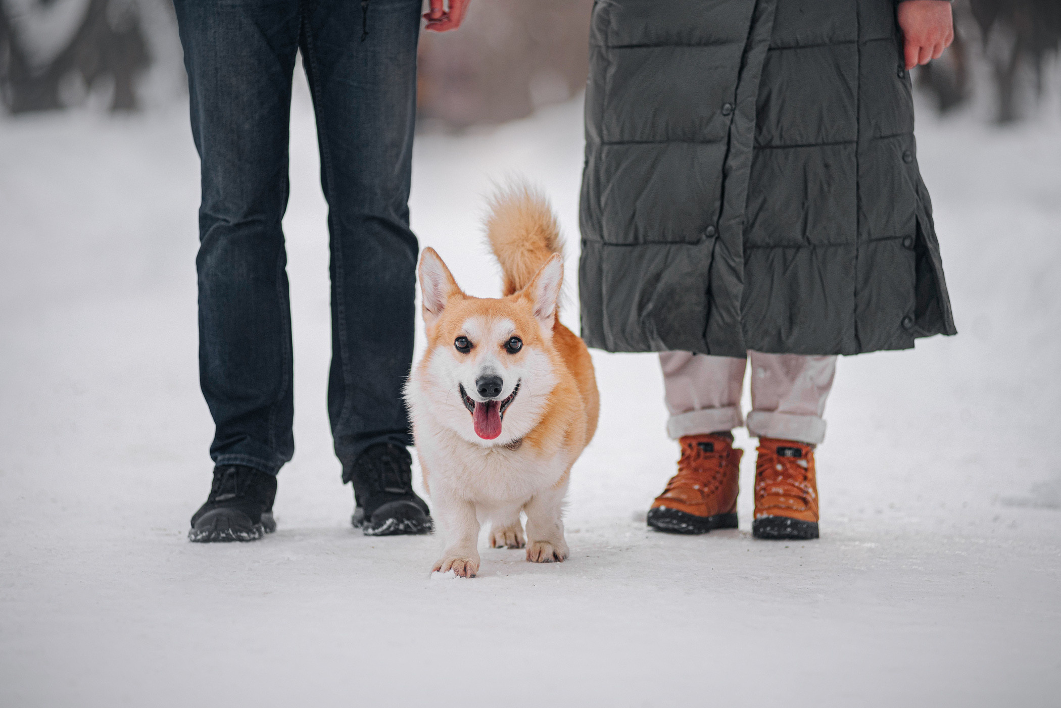 Нортон и его семья. Фотограф — анималист Саратов/Москва|Плужникова Юлия