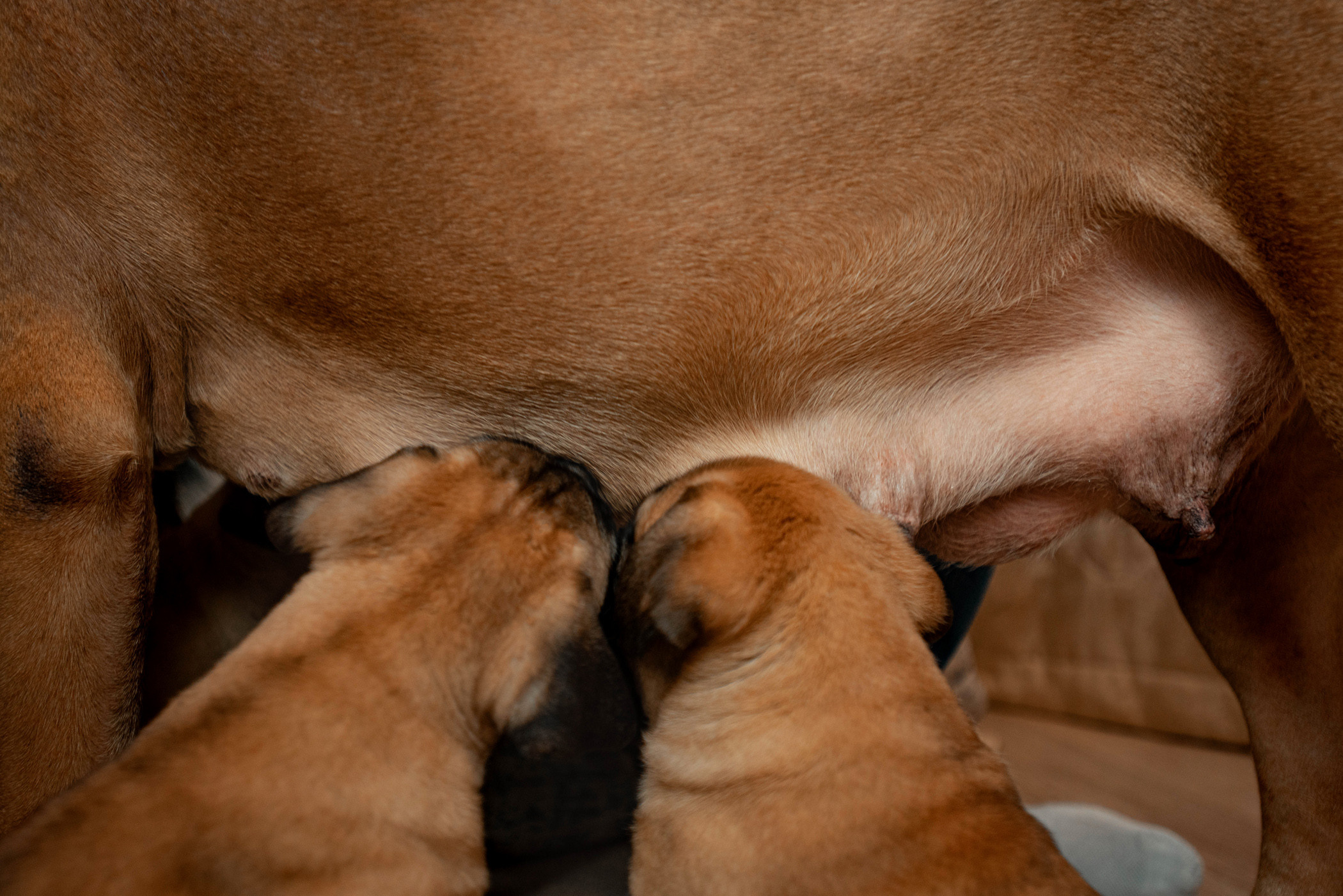 Семейная съемка с щенками. Фотограф — анималист Саратов/Москва|Плужникова Юлия