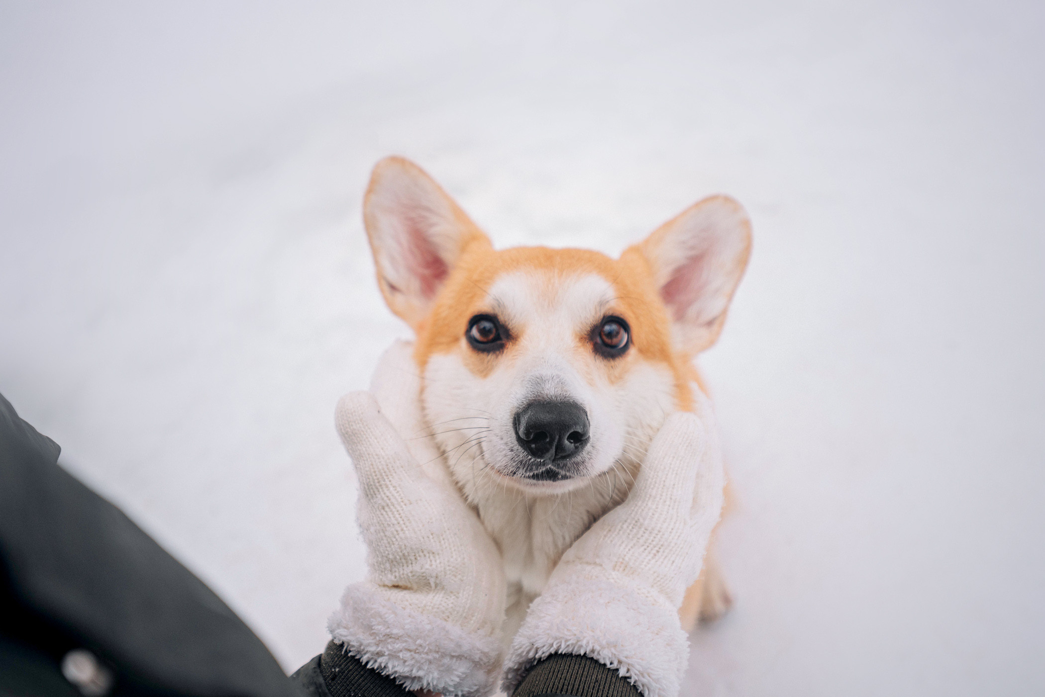 Нортон и его семья. Фотограф — анималист Саратов/Москва|Плужникова Юлия