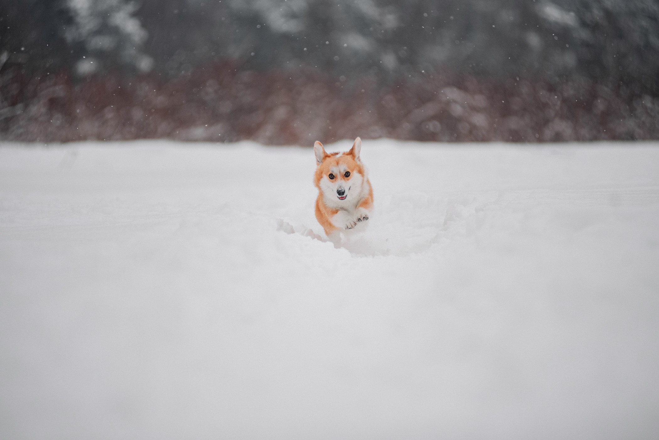 Корги Ежа и Даша — победители розыгрыша. Фотограф — анималист Саратов/Москва|Плужникова Юлия