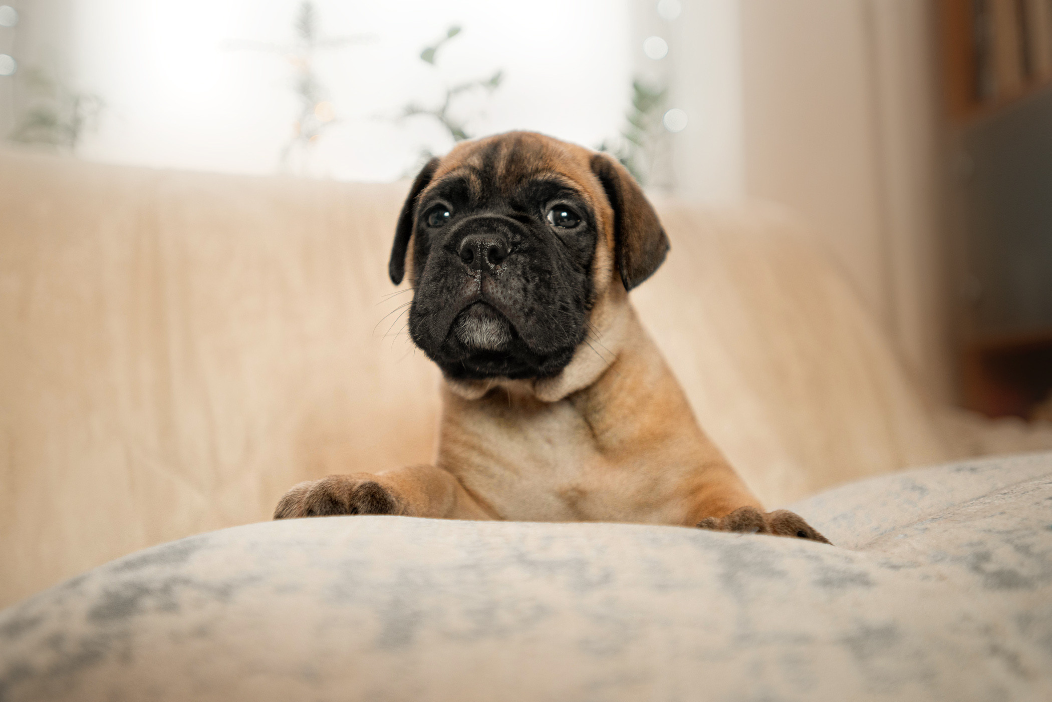 Семейная съемка с щенками. Фотограф — анималист Саратов/Москва|Плужникова Юлия