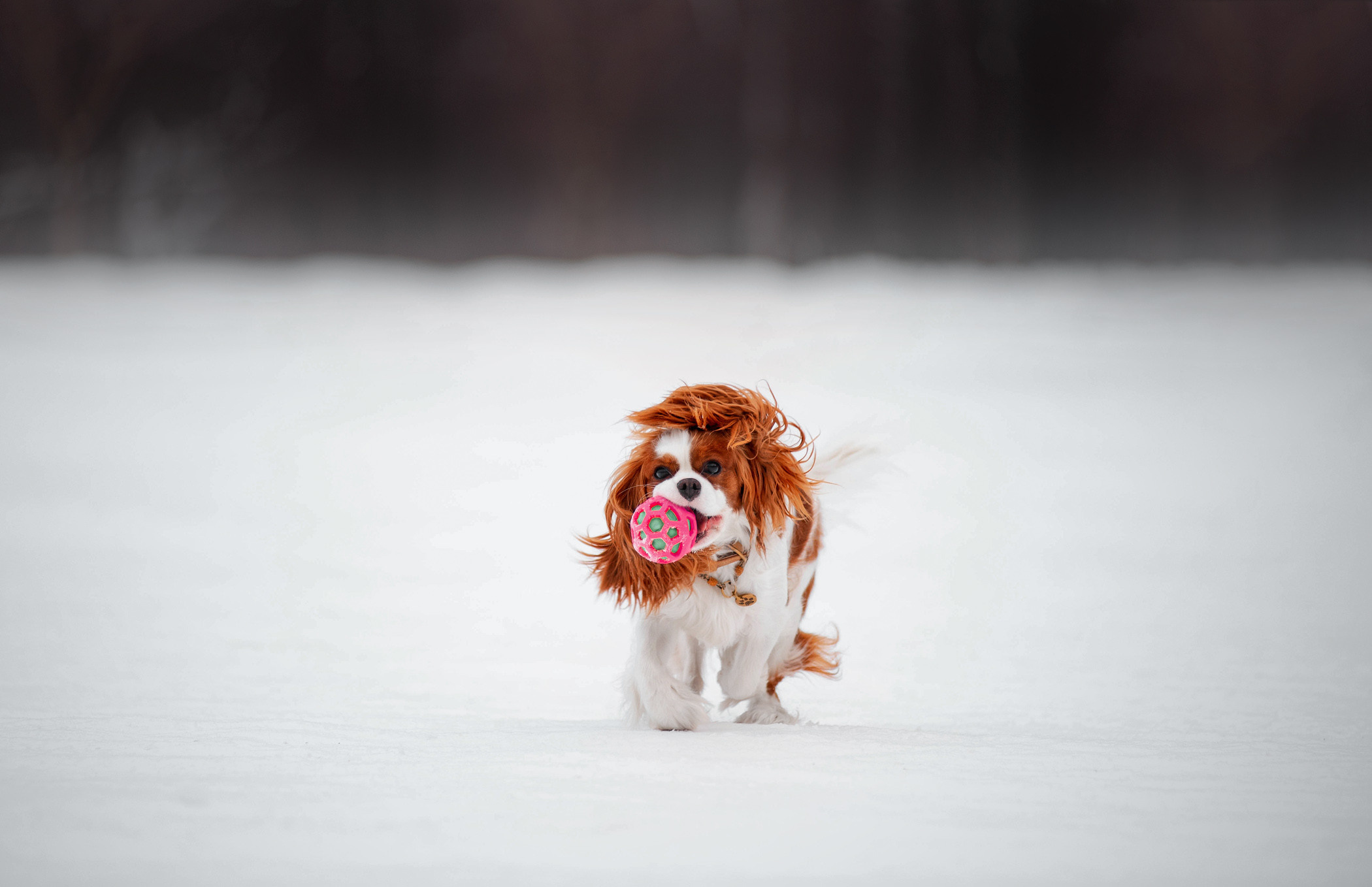 Света и Леди в Сокольниках —история дружбы. Фотограф — анималист Саратов/Москва|Плужникова Юлия