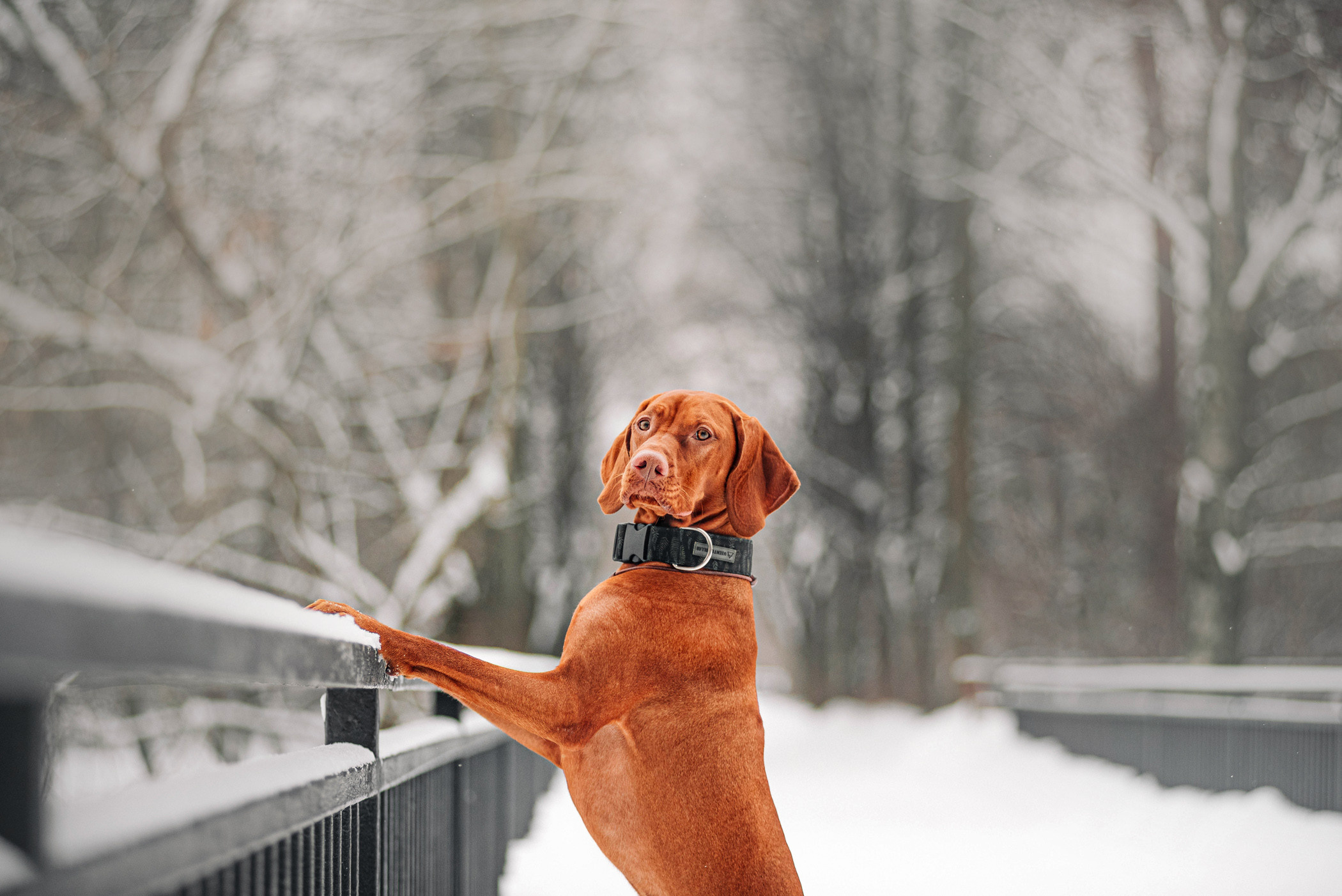 Семья Доры — прогулка с Леной и Лешей. Фотограф — анималист Саратов/Москва|Плужникова Юлия
