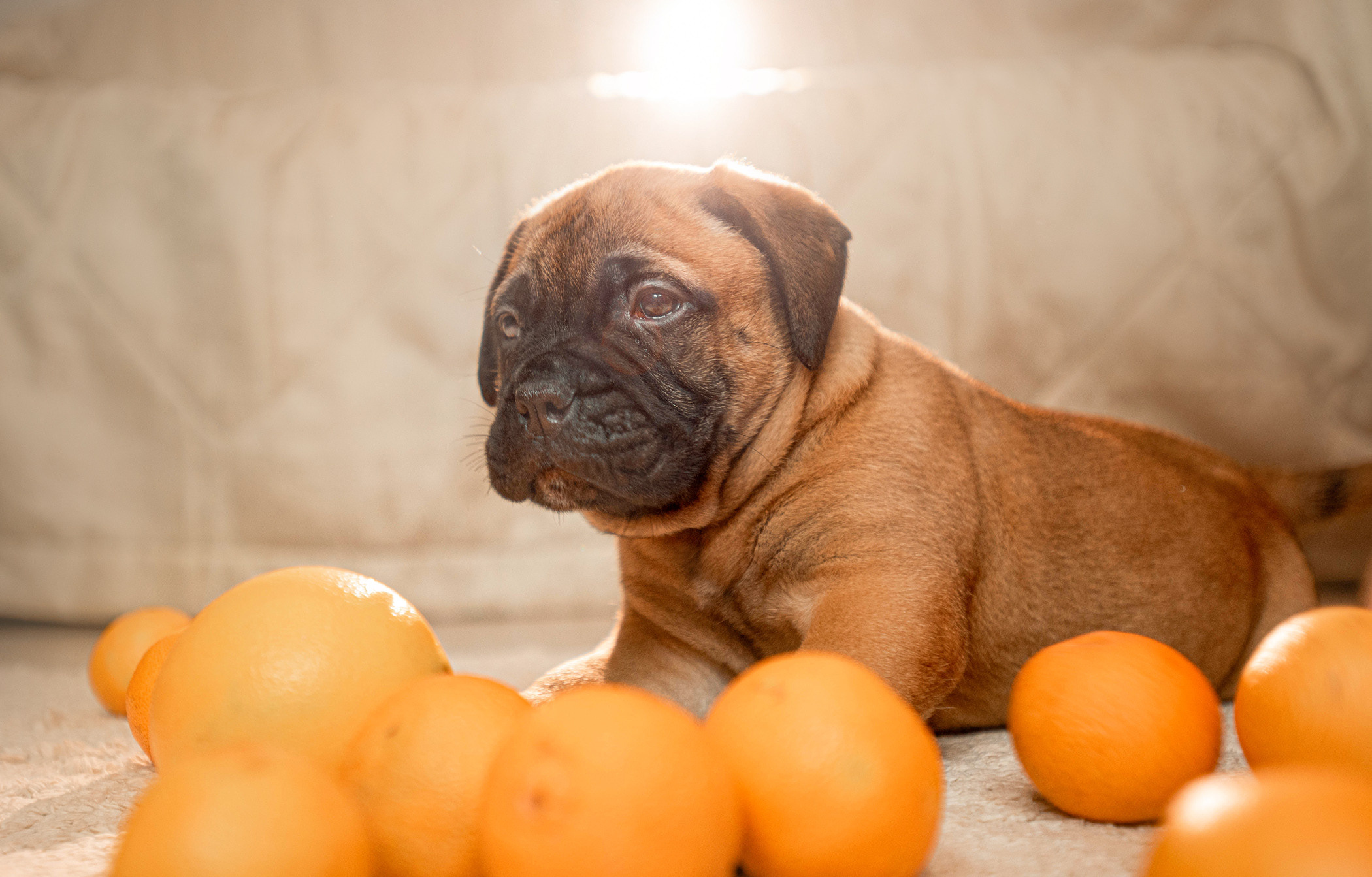 Семейная съемка с щенками. Фотограф — анималист Саратов/Москва|Плужникова Юлия