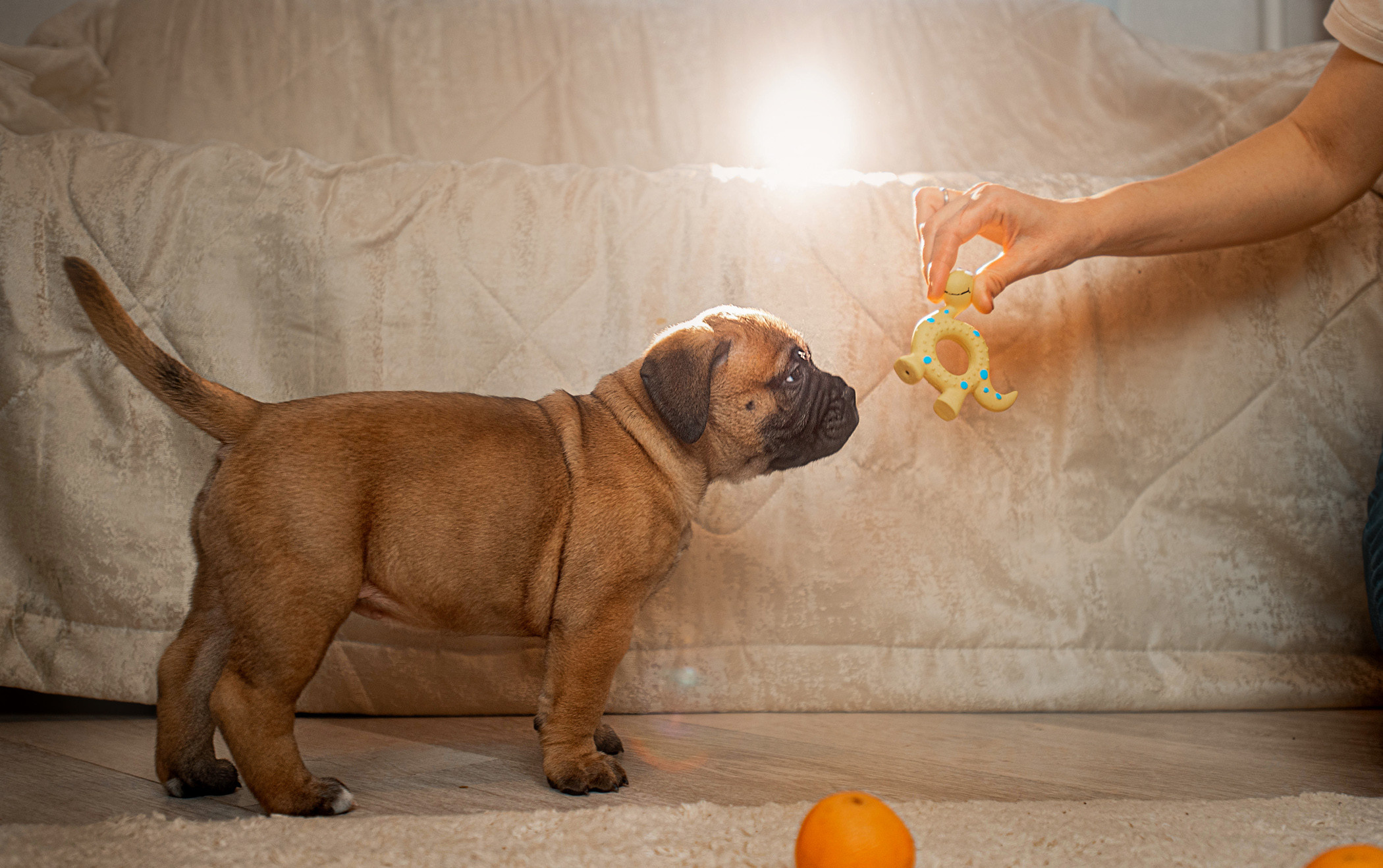 Семейная съемка с щенками. Фотограф — анималист Саратов/Москва|Плужникова Юлия