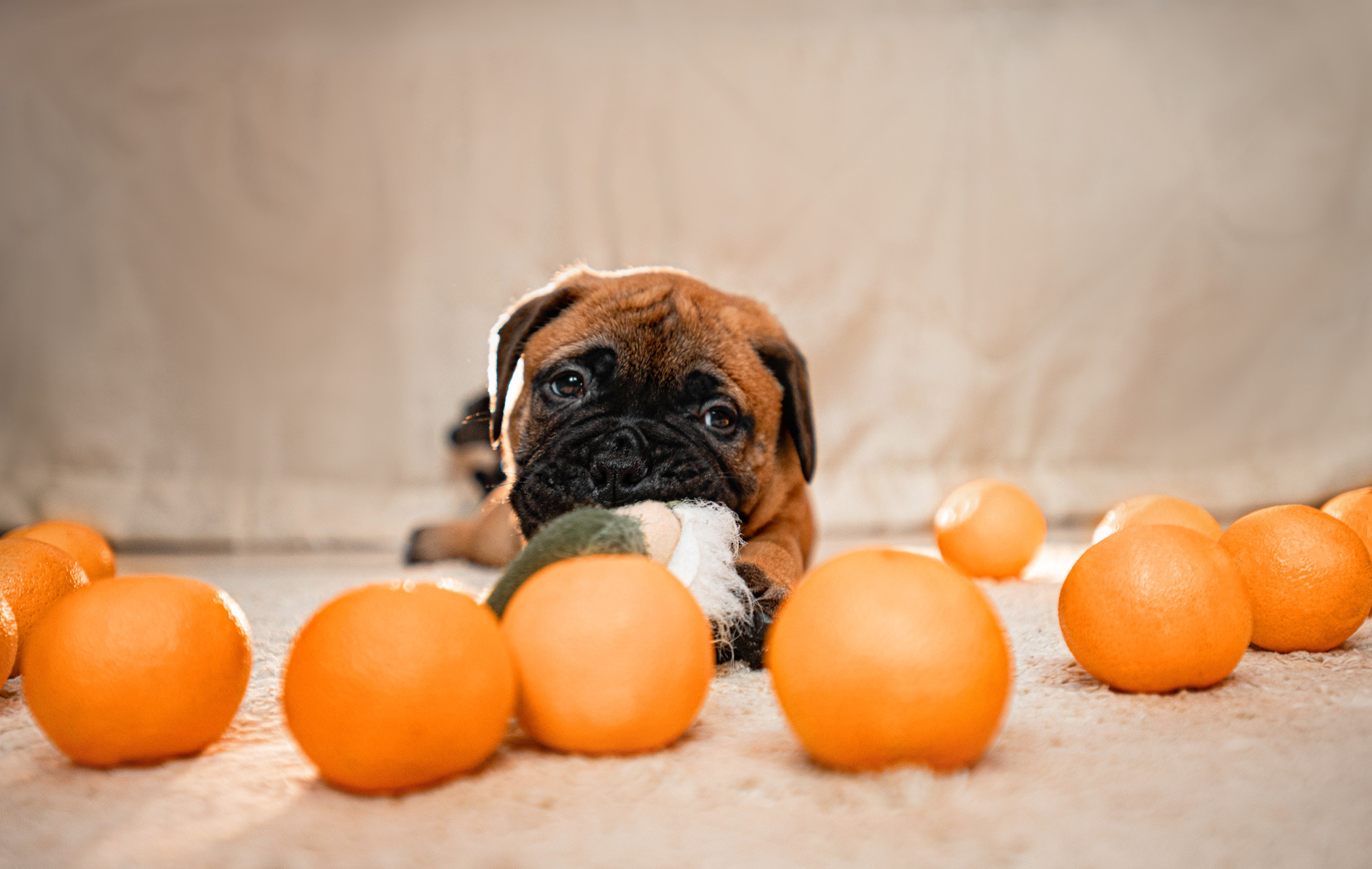 Семейная съемка с щенками. Фотограф — анималист Саратов/Москва|Плужникова Юлия