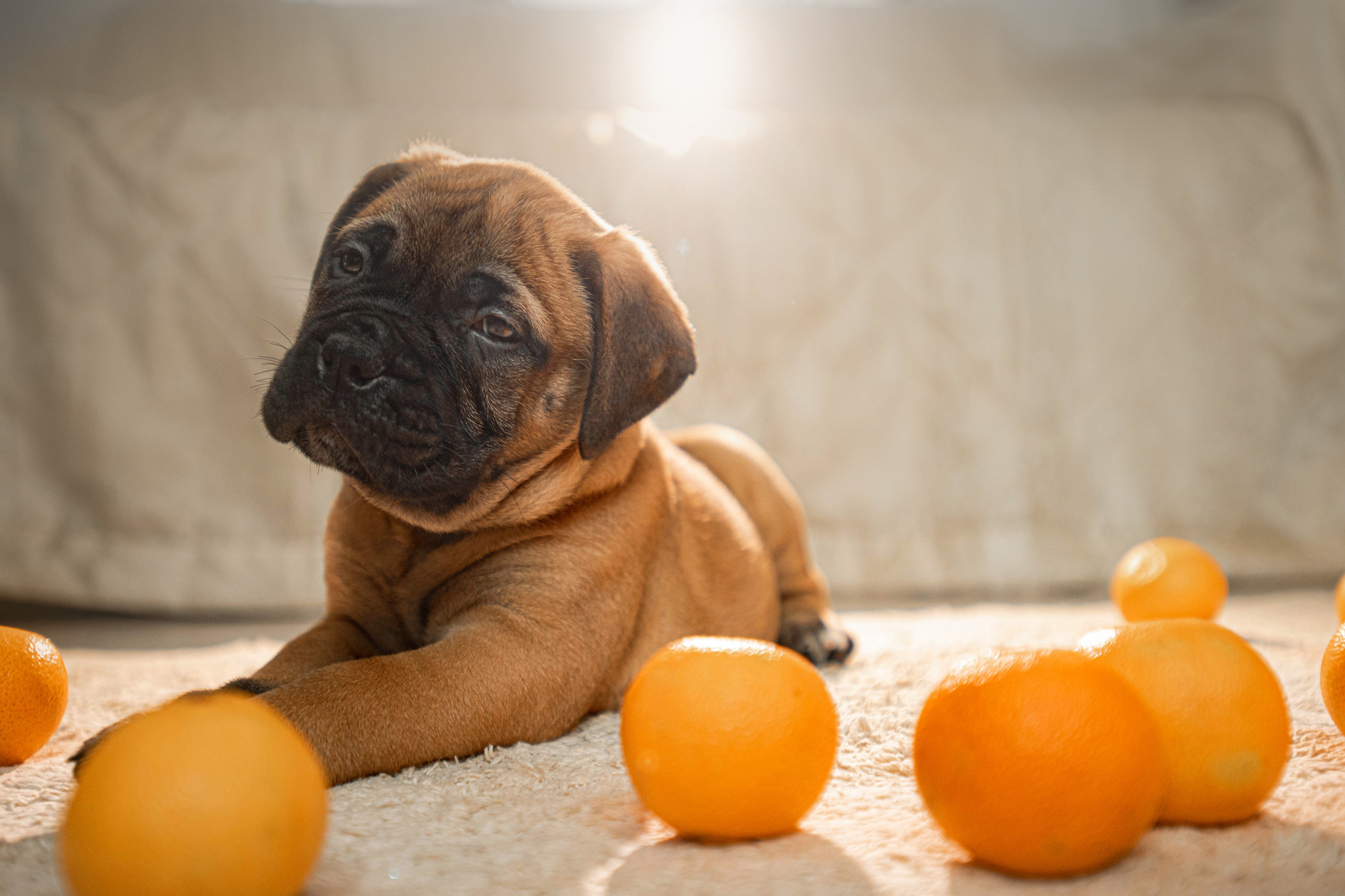 Семейная съемка с щенками. Фотограф — анималист Саратов/Москва|Плужникова Юлия
