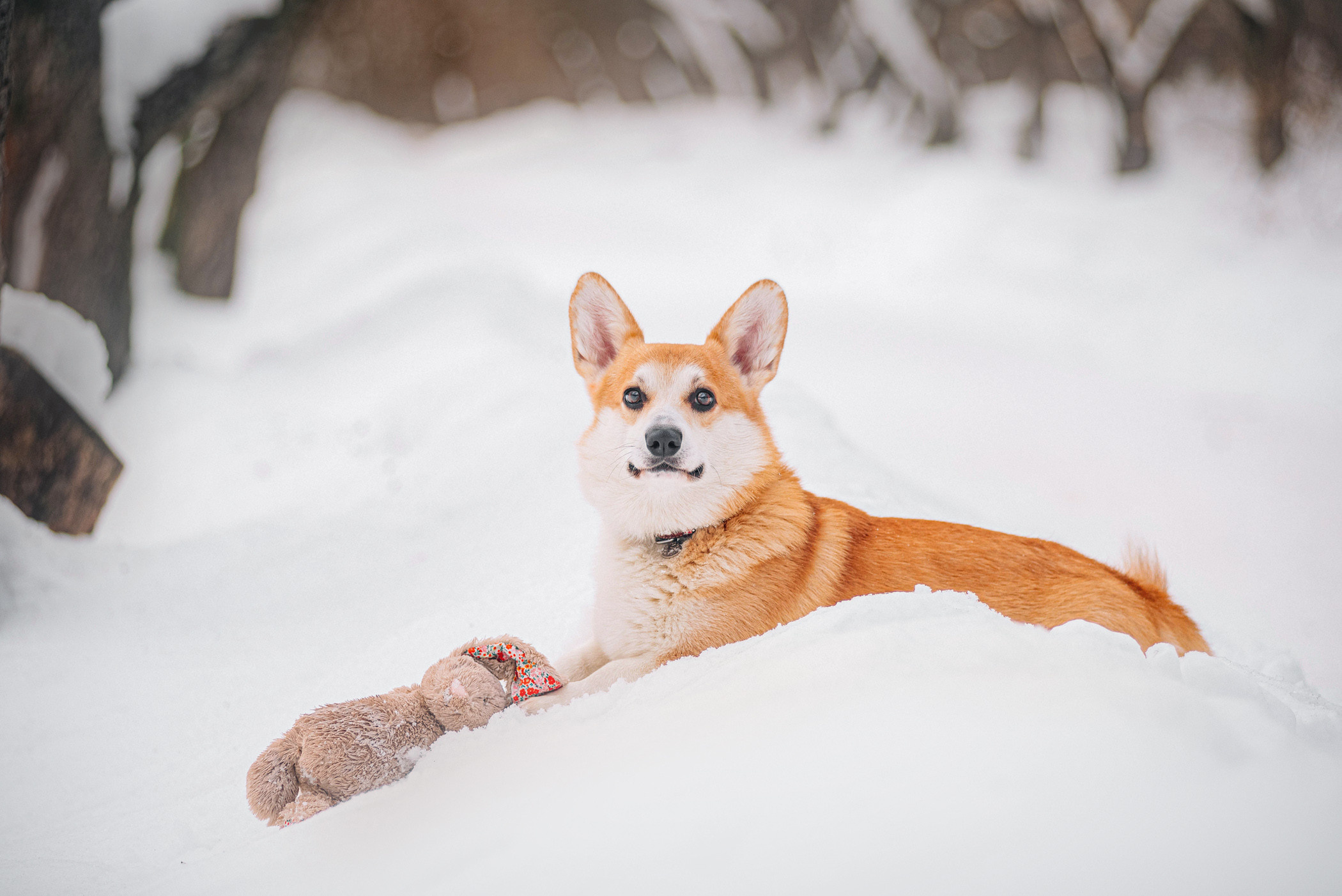 Нортон и его семья. Фотограф — анималист Саратов/Москва|Плужникова Юлия