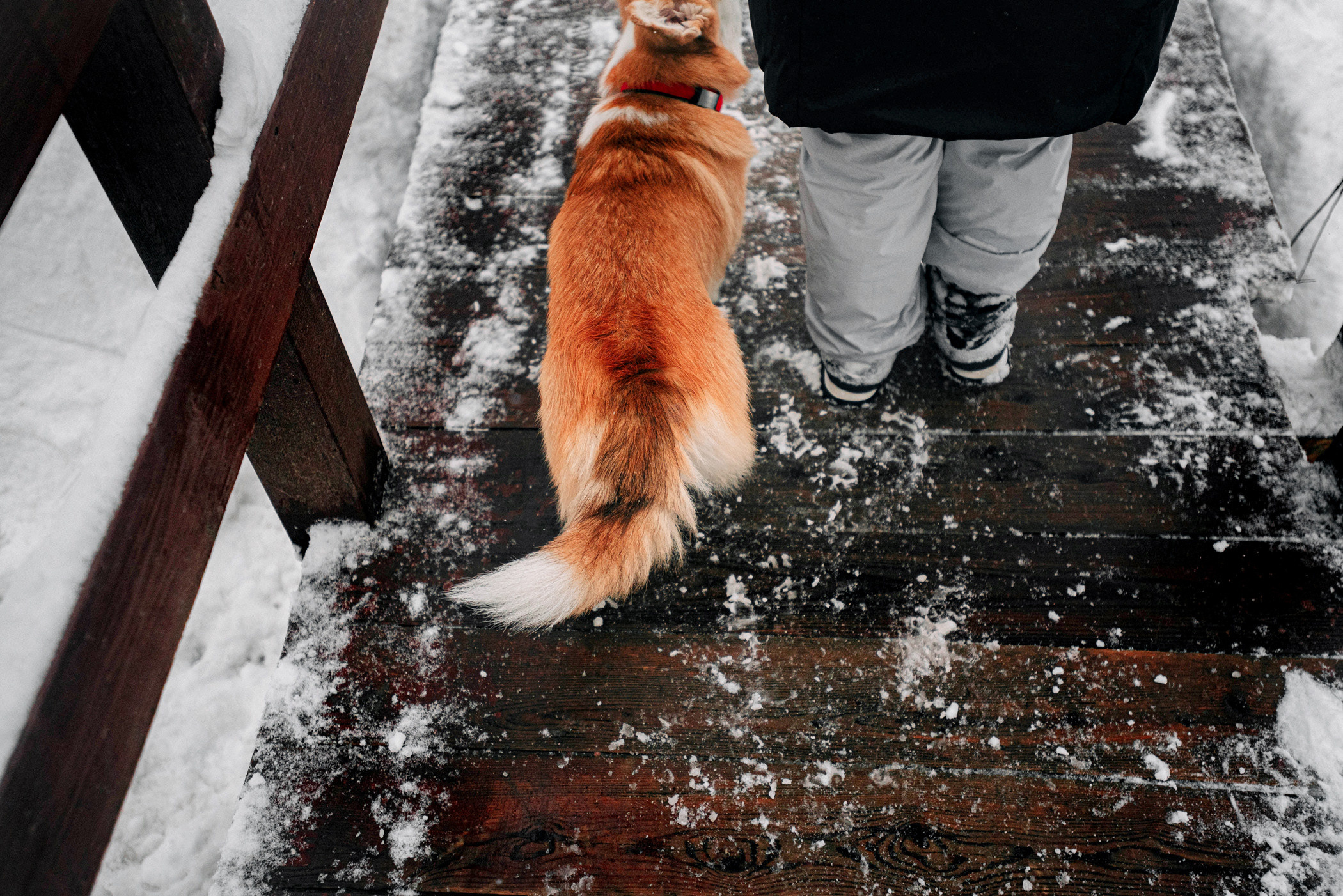 Корги Ежа и Даша — победители розыгрыша. Фотограф — анималист Саратов/Москва|Плужникова Юлия
