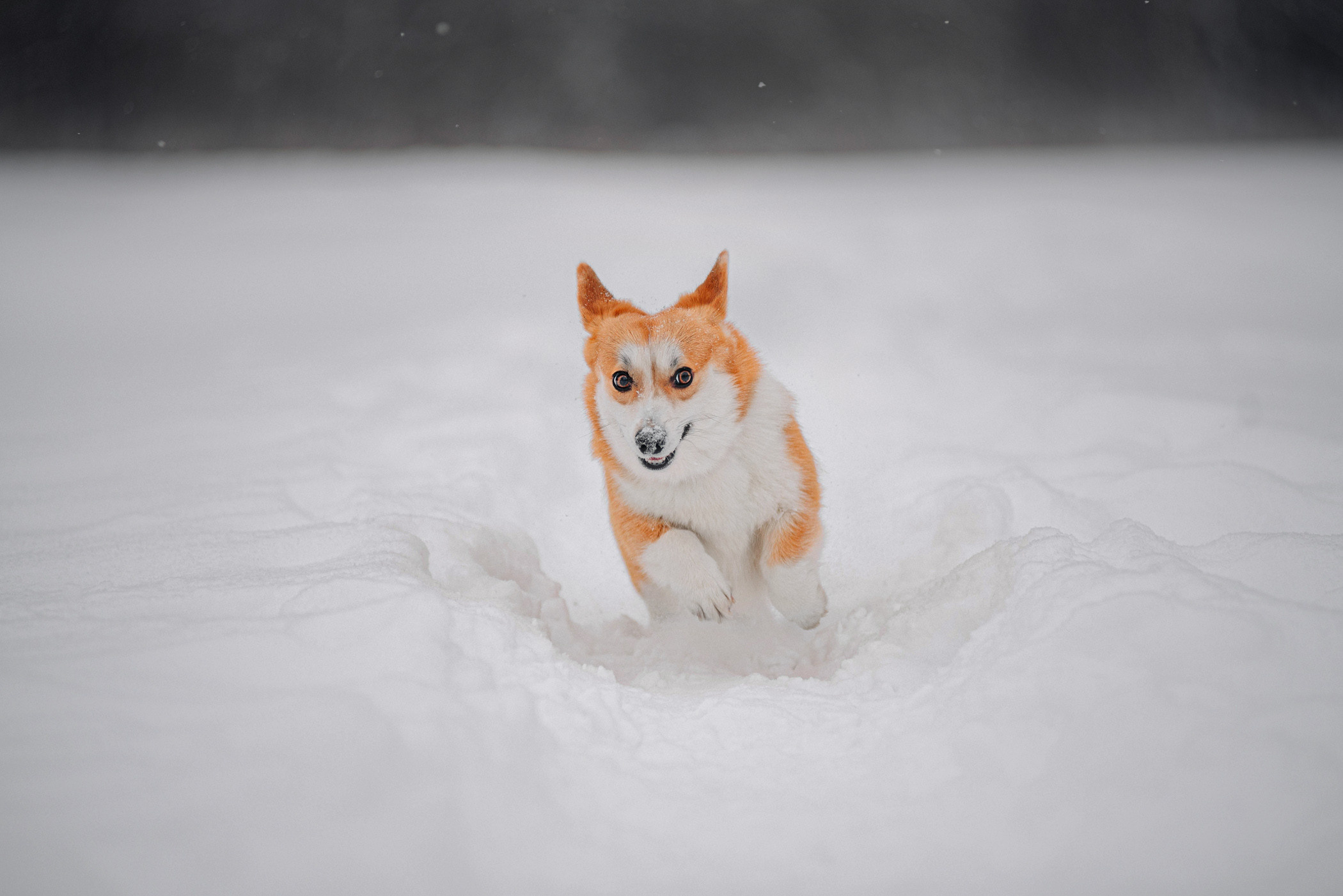 Корги Ежа и Даша — победители розыгрыша. Фотограф — анималист Саратов/Москва|Плужникова Юлия