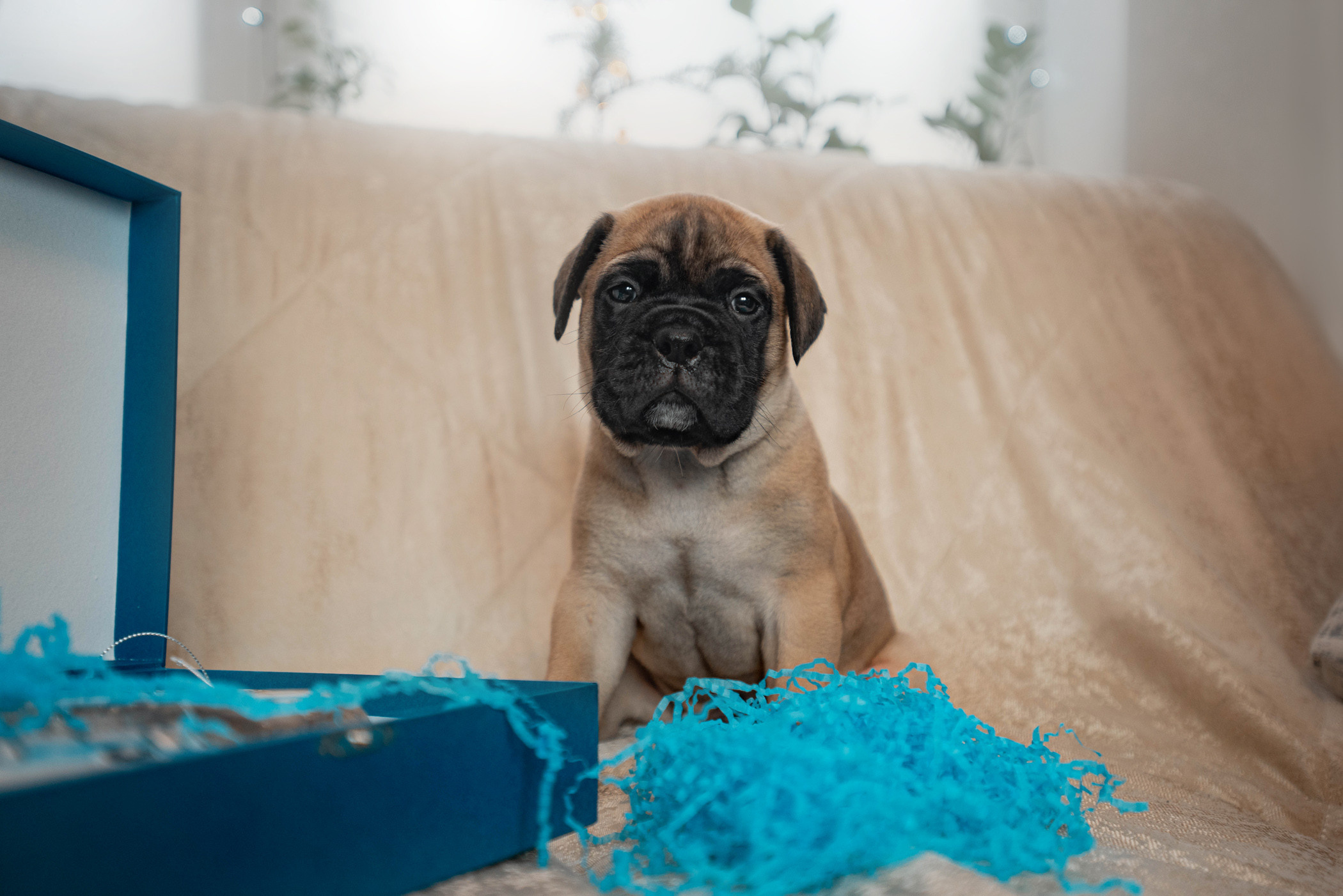 Семейная съемка с щенками. Фотограф — анималист Саратов/Москва|Плужникова Юлия