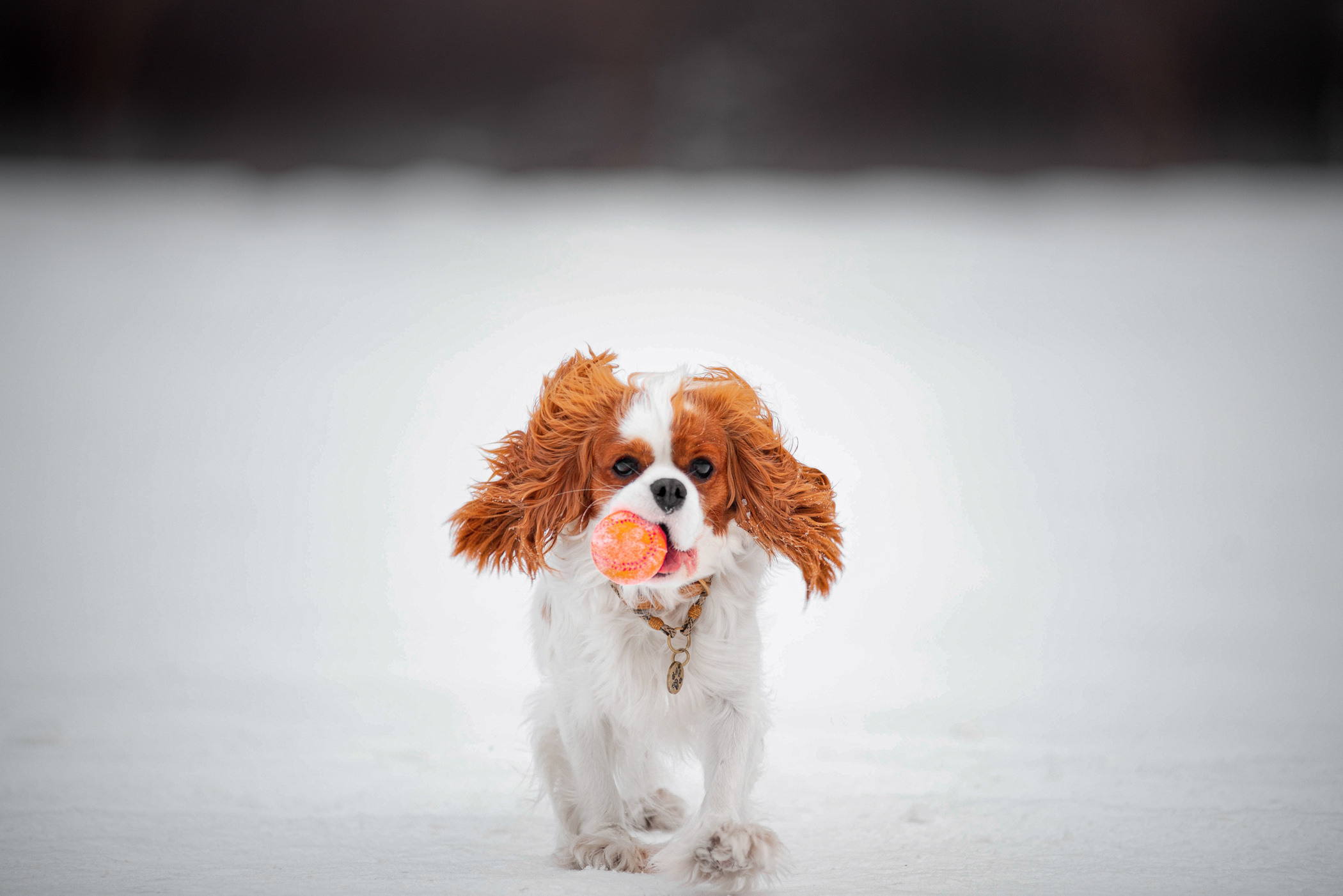 Света и Леди в Сокольниках —история дружбы. Фотограф — анималист Саратов/Москва|Плужникова Юлия