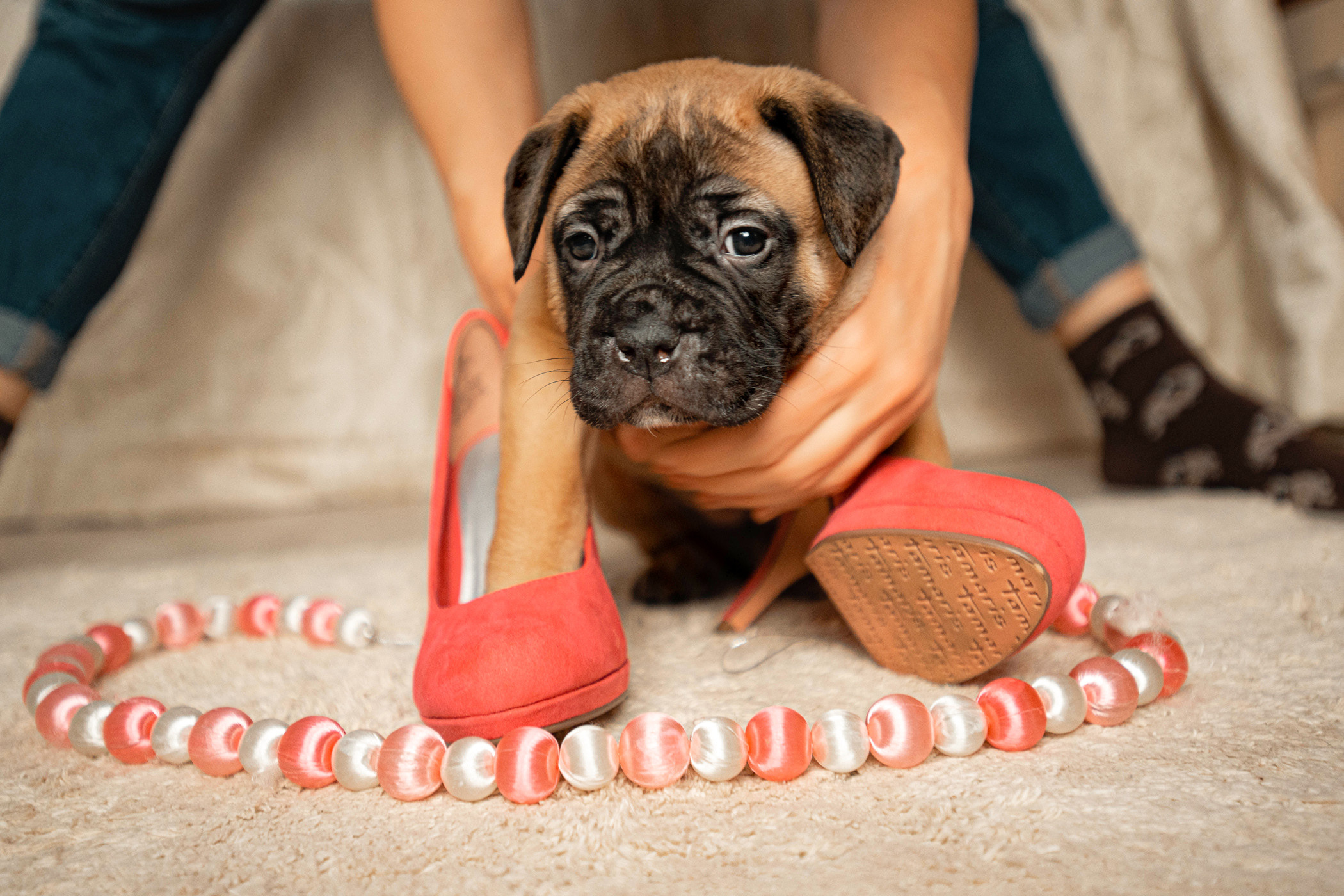 Семейная съемка с щенками. Фотограф — анималист Саратов/Москва|Плужникова Юлия