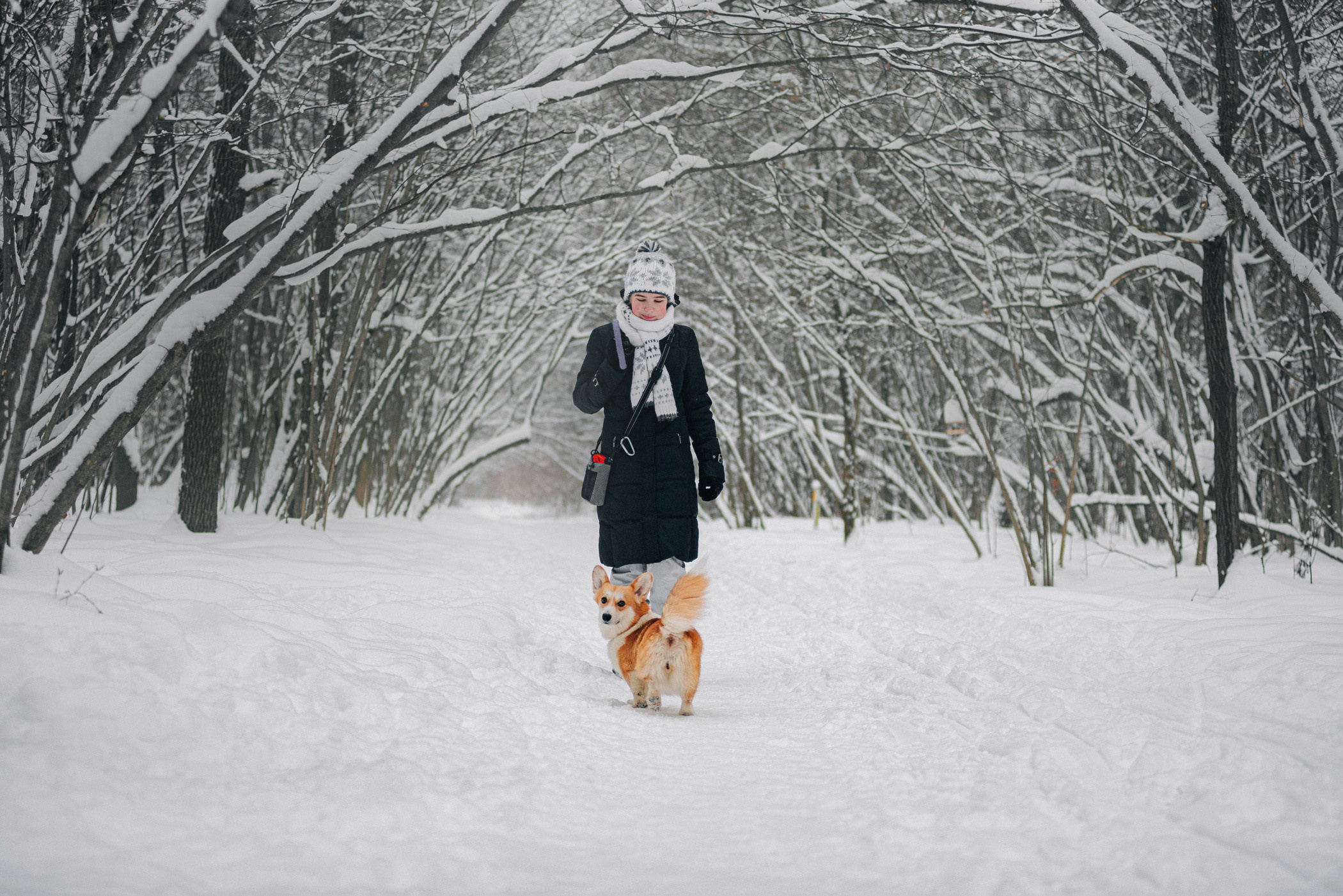 Корги Ежа и Даша — победители розыгрыша. Фотограф — анималист Саратов/Москва|Плужникова Юлия