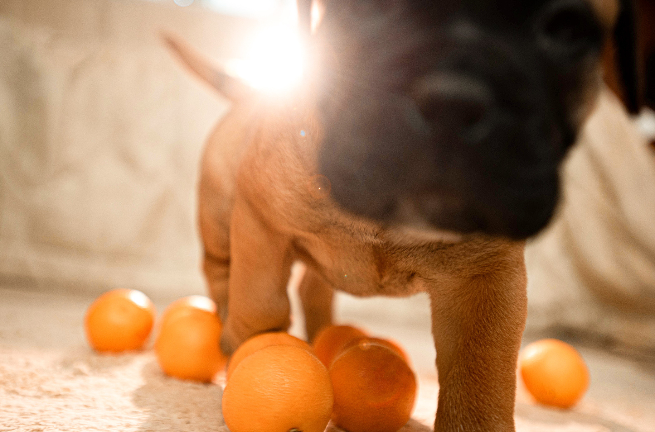 Семейная съемка с щенками. Фотограф — анималист Саратов/Москва|Плужникова Юлия