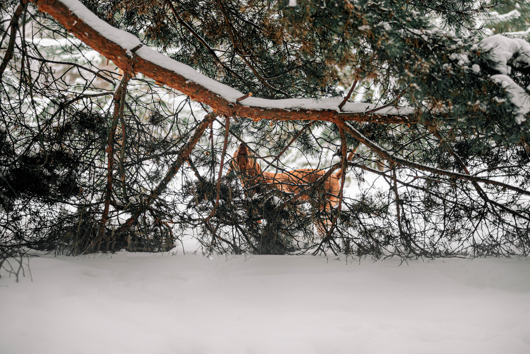 Семья Доры — прогулка с Леной и Лешей. Фотограф — анималист Саратов/Москва|Плужникова Юлия
