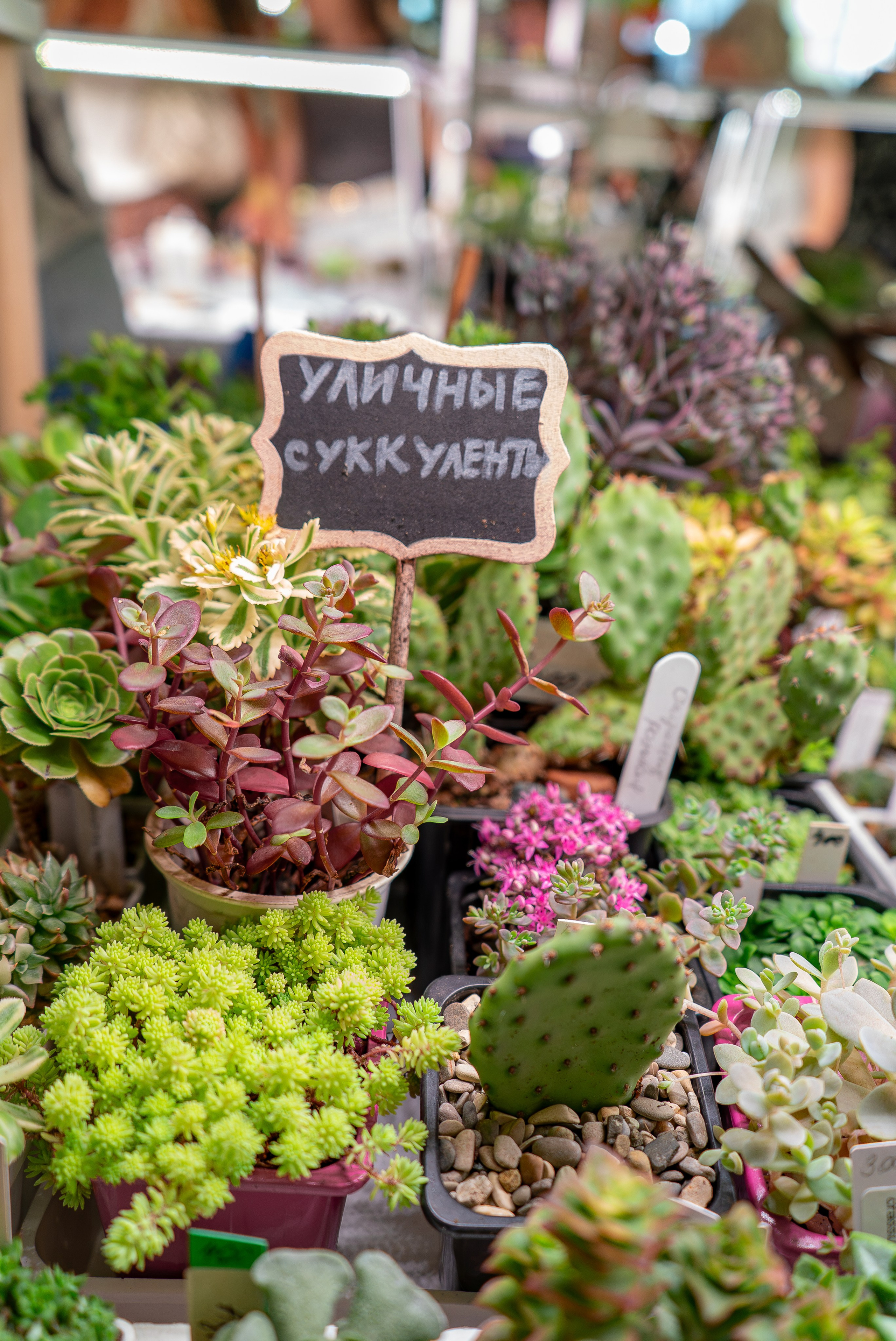 Сухой сезон. Александра Куликова фотограф, Москва