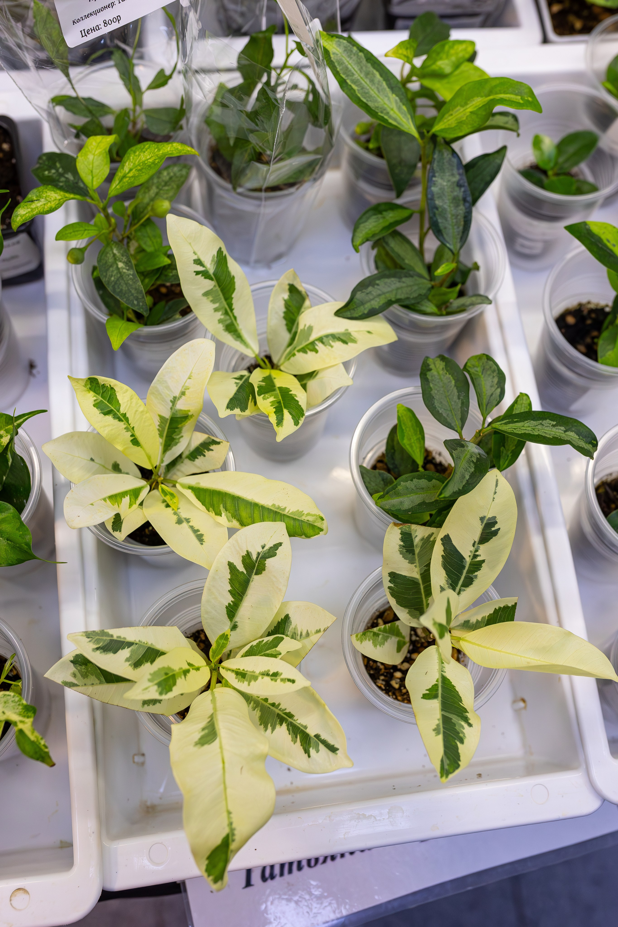 Монстериум апрель 2026. Александра Куликова фотограф, Москва