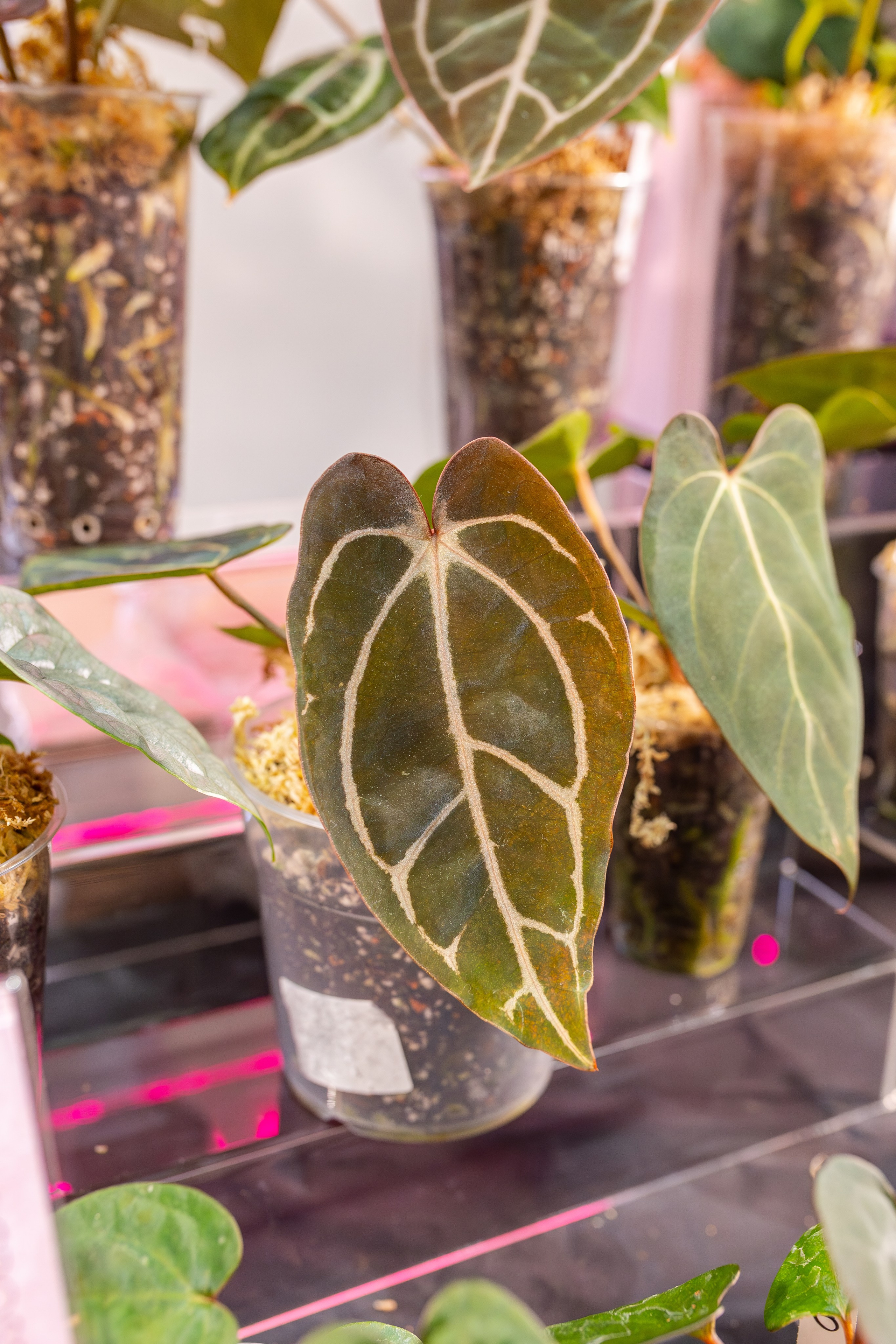 Монстериум 11–12 октября. Александра Куликова фотограф, Москва