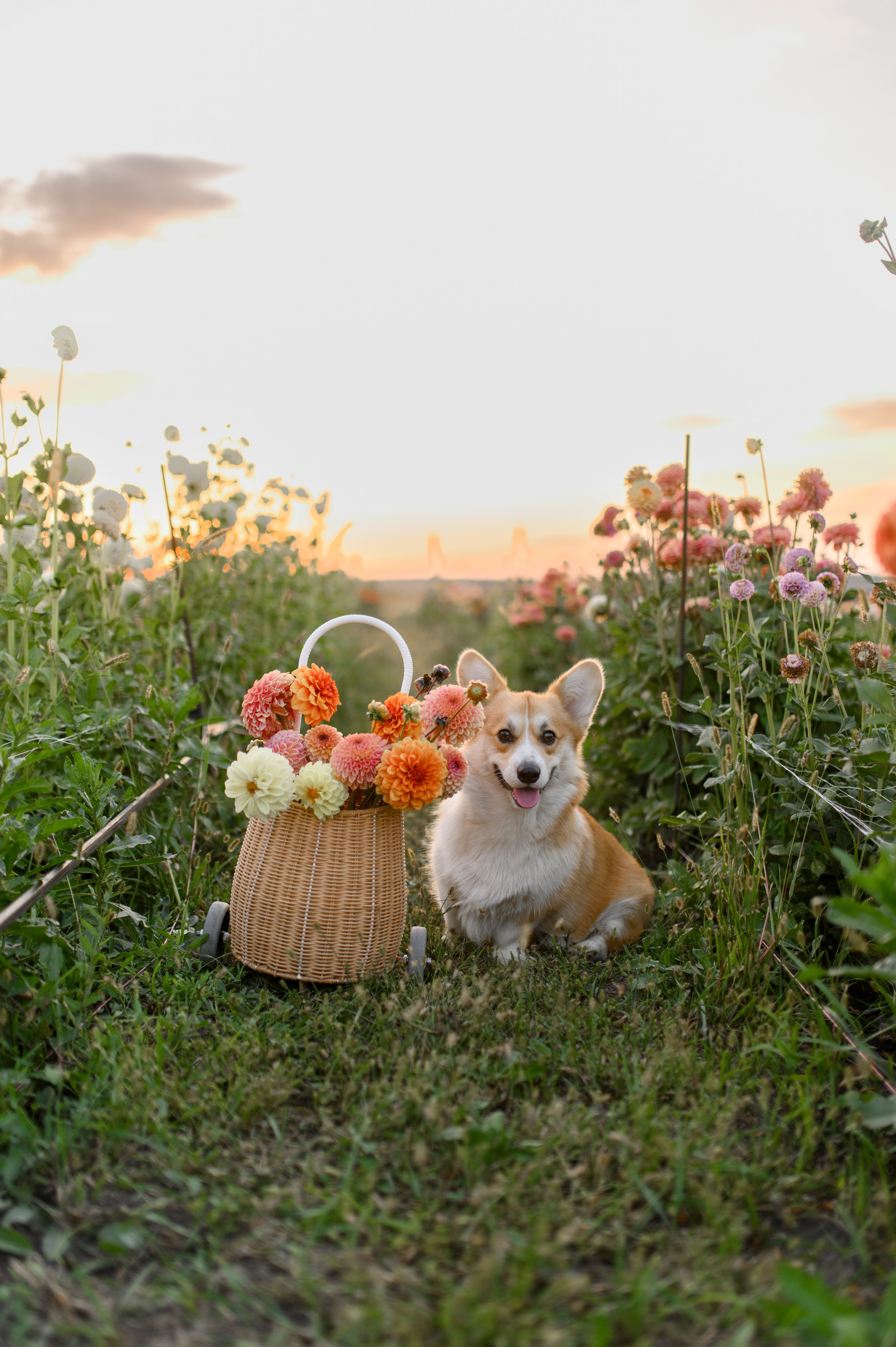 Лето на ферме. Свадебный и портретный фотограф в Санкт-Петербурге Ирина Келина