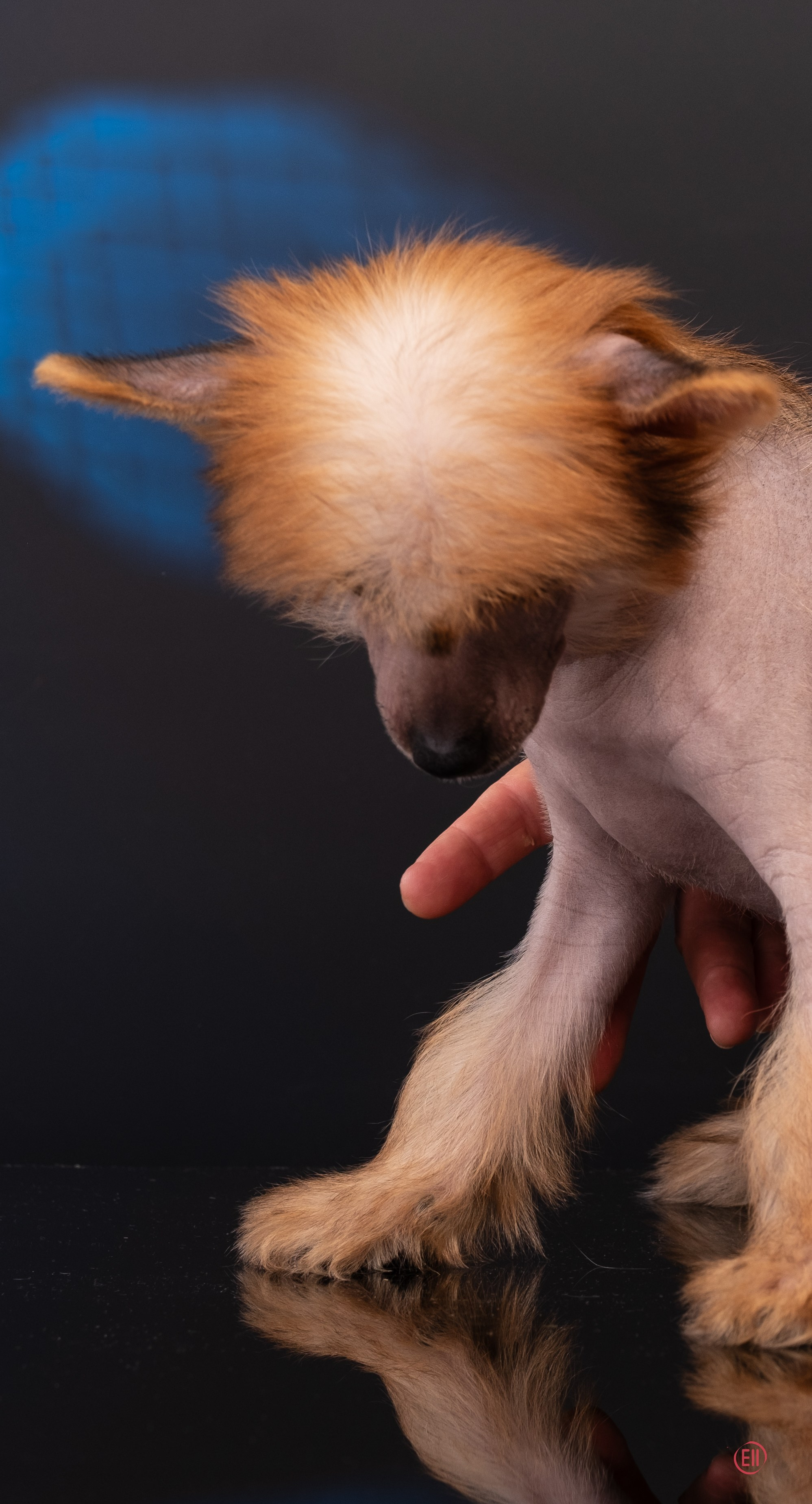 07.06.2025 Синяя фотосессия. Фотограф в Москве