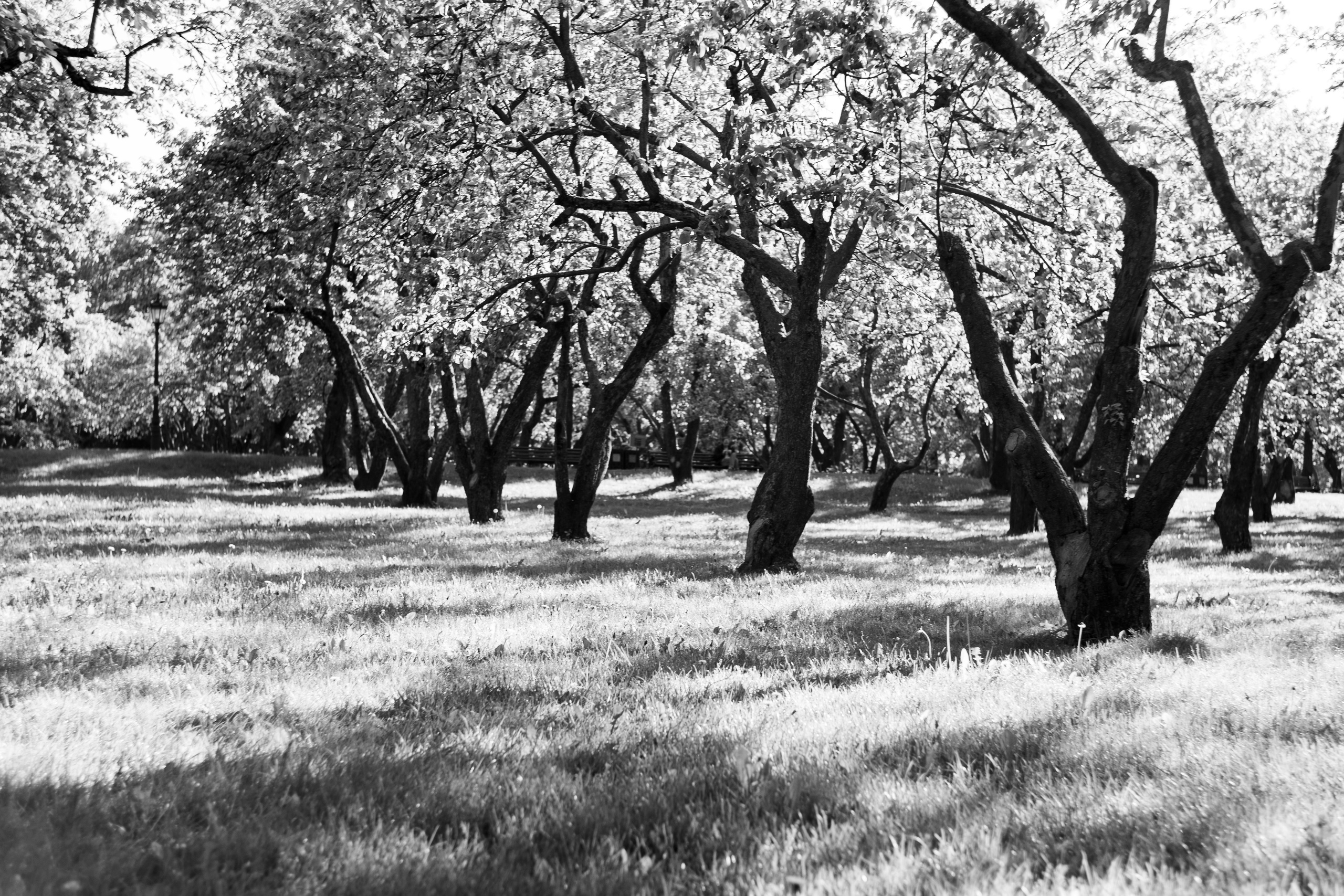 Монохромная Москва. Легкая фотография