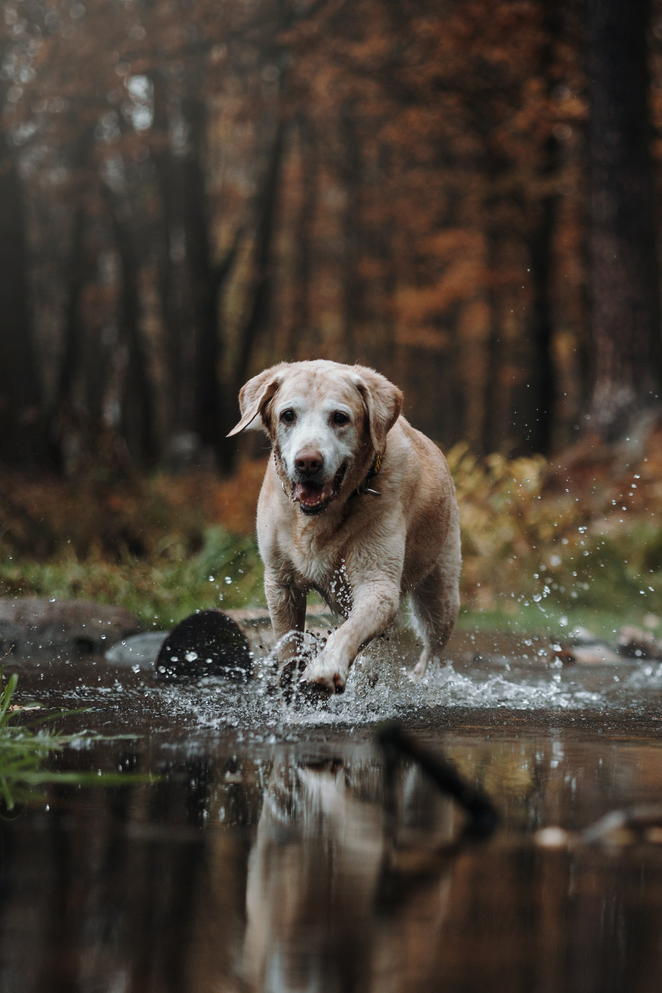 Оксана и Барон. Фотограф — Анималист | Санкт-Петербург