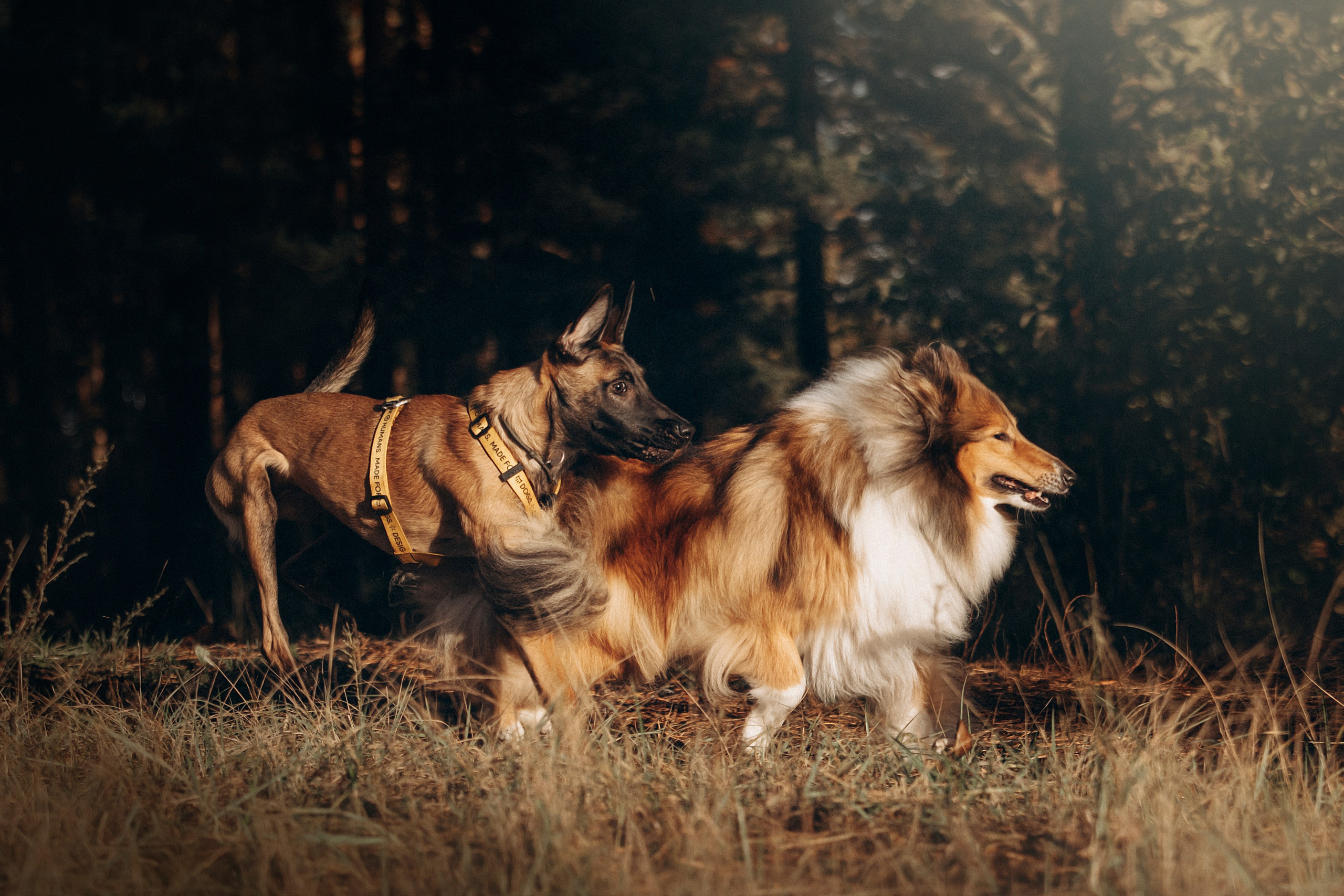 Трисс, Эста, Яся и их семья. Фотограф — Анималист | Санкт-Петербург