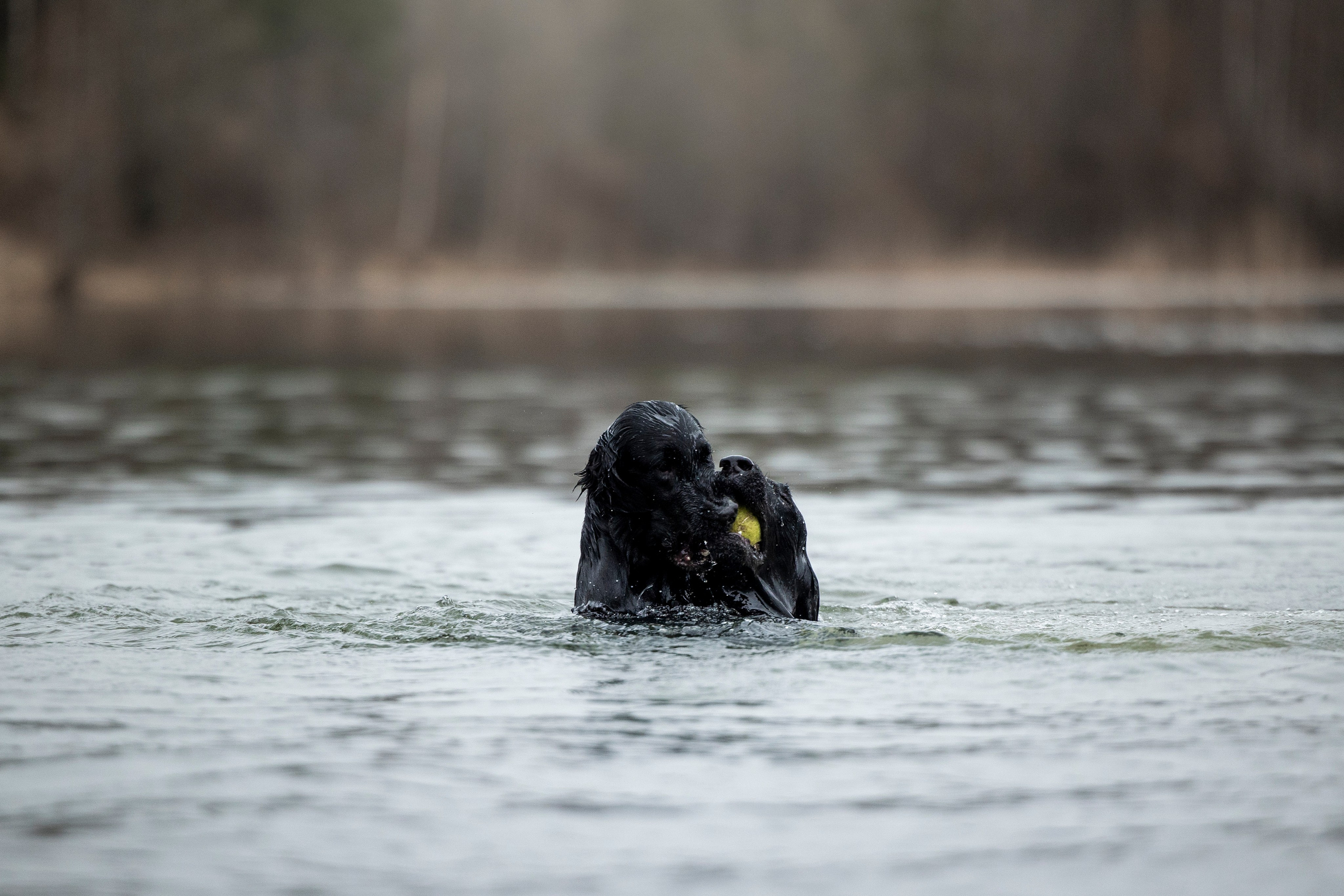 Ора, Ева, Рози и их семья. Фотограф — Анималист | Санкт-Петербург
