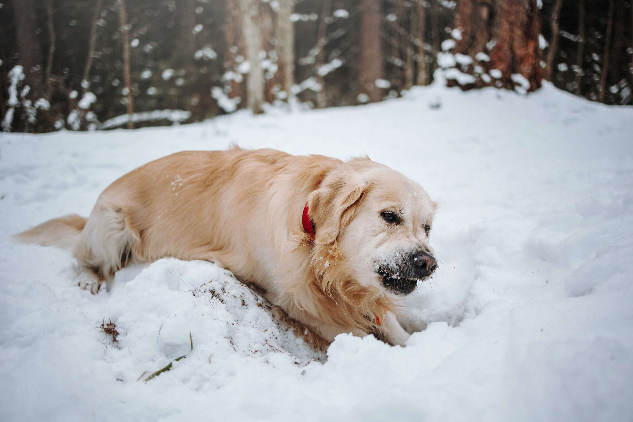 Вика и Лёва. Фотограф — Анималист | Санкт-Петербург