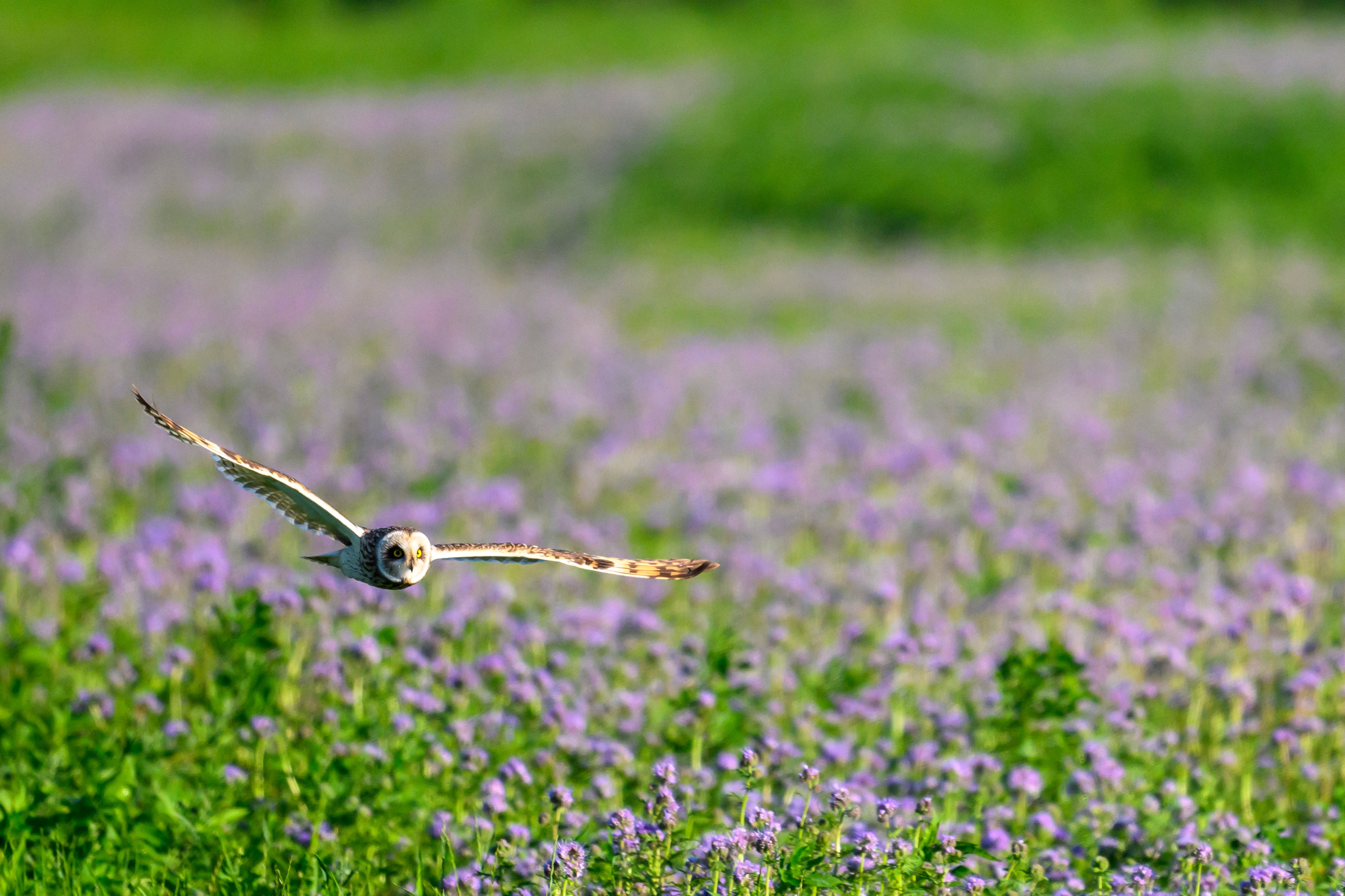 Short eared owl. Wildlife photography by Sergey Puponin