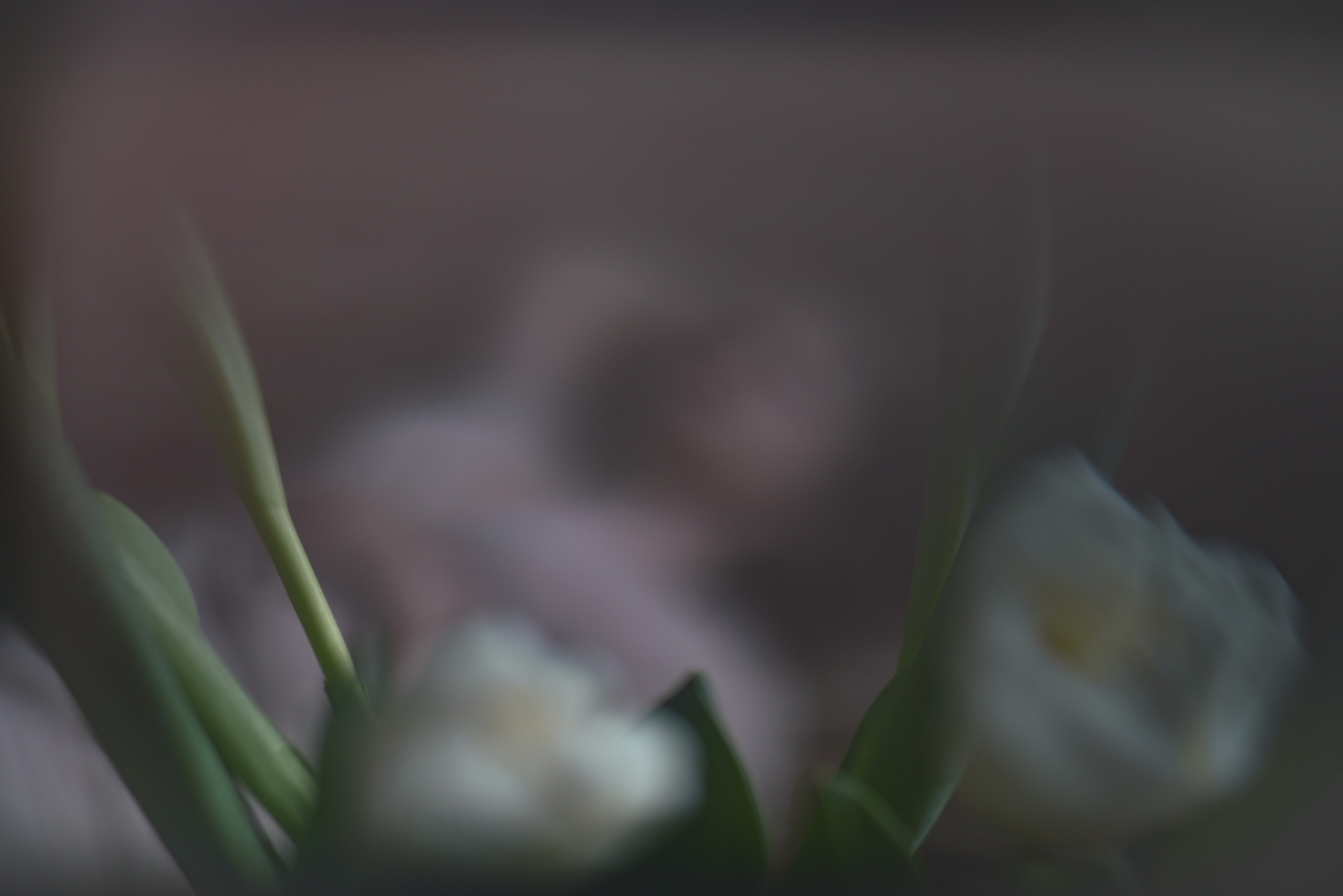 Катя. Свадебный и семейный фотограф Ястребова Маргарита