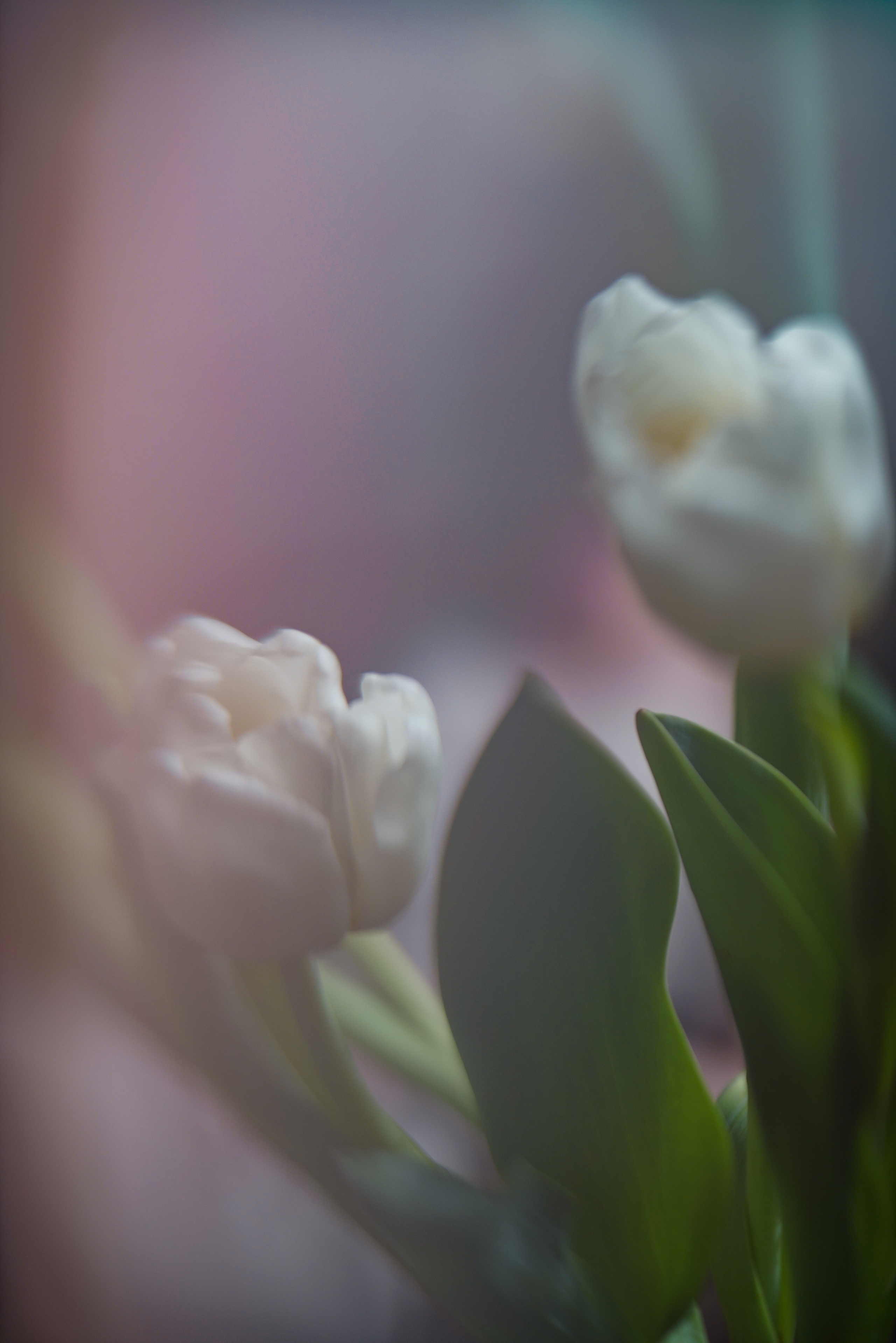 Катя. Свадебный и семейный фотограф Ястребова Маргарита