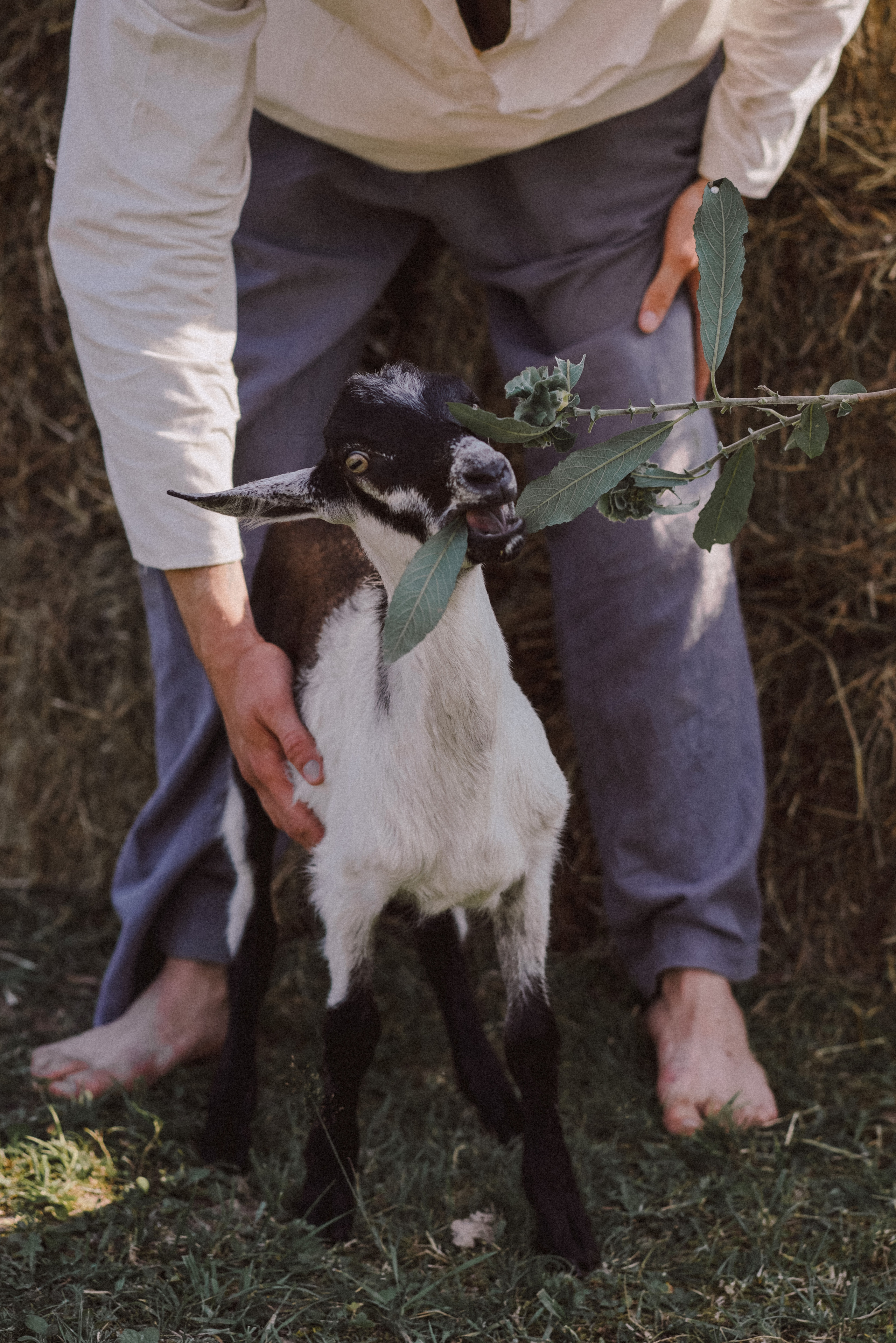 Аня, Артем и Кристина на ферме. Свадебный и семейный фотограф Ястребова Маргарита