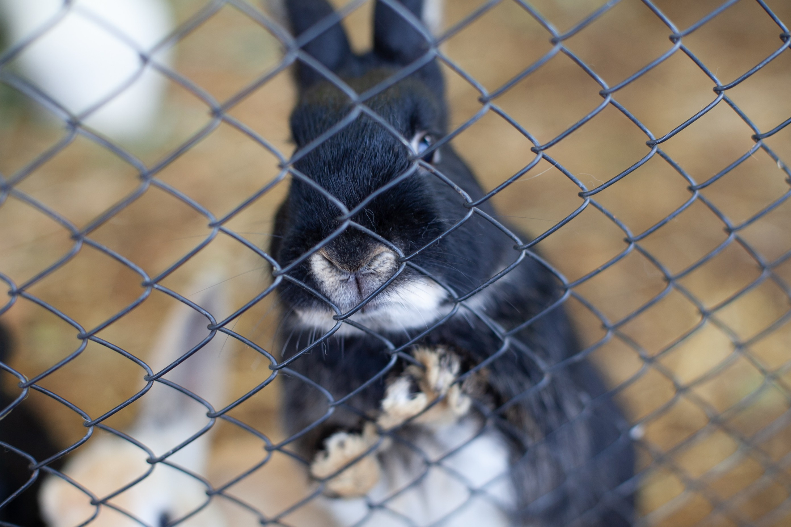 Сады Мечты. Контент для сайта. Фотограф Дарья Локотко в Красноярске
