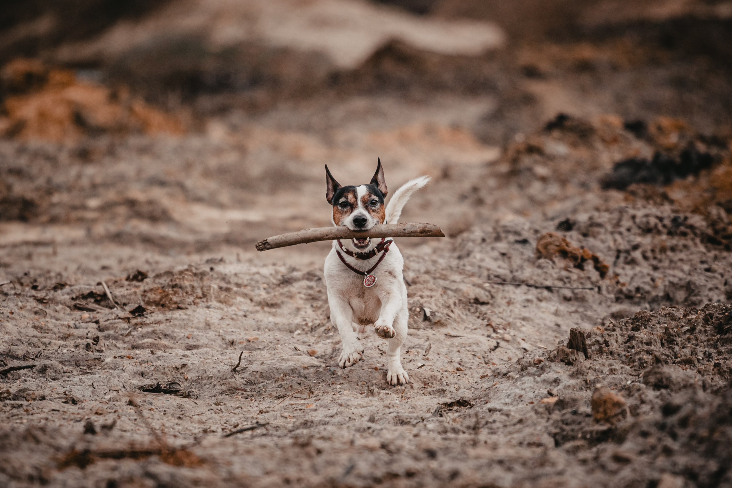 Фотограф-анималист Татьяна Степанова