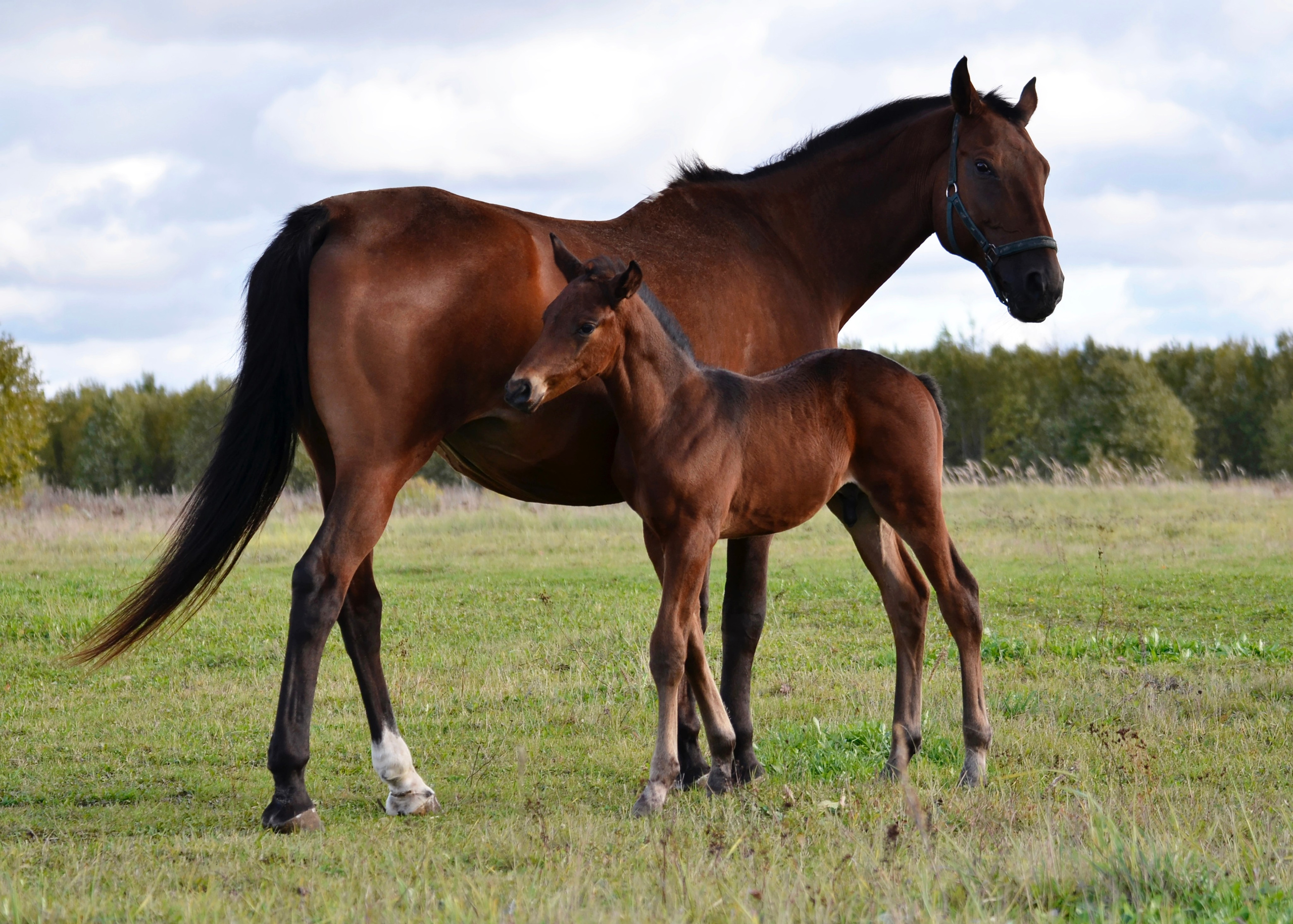Лошади. Фотограф анималист
