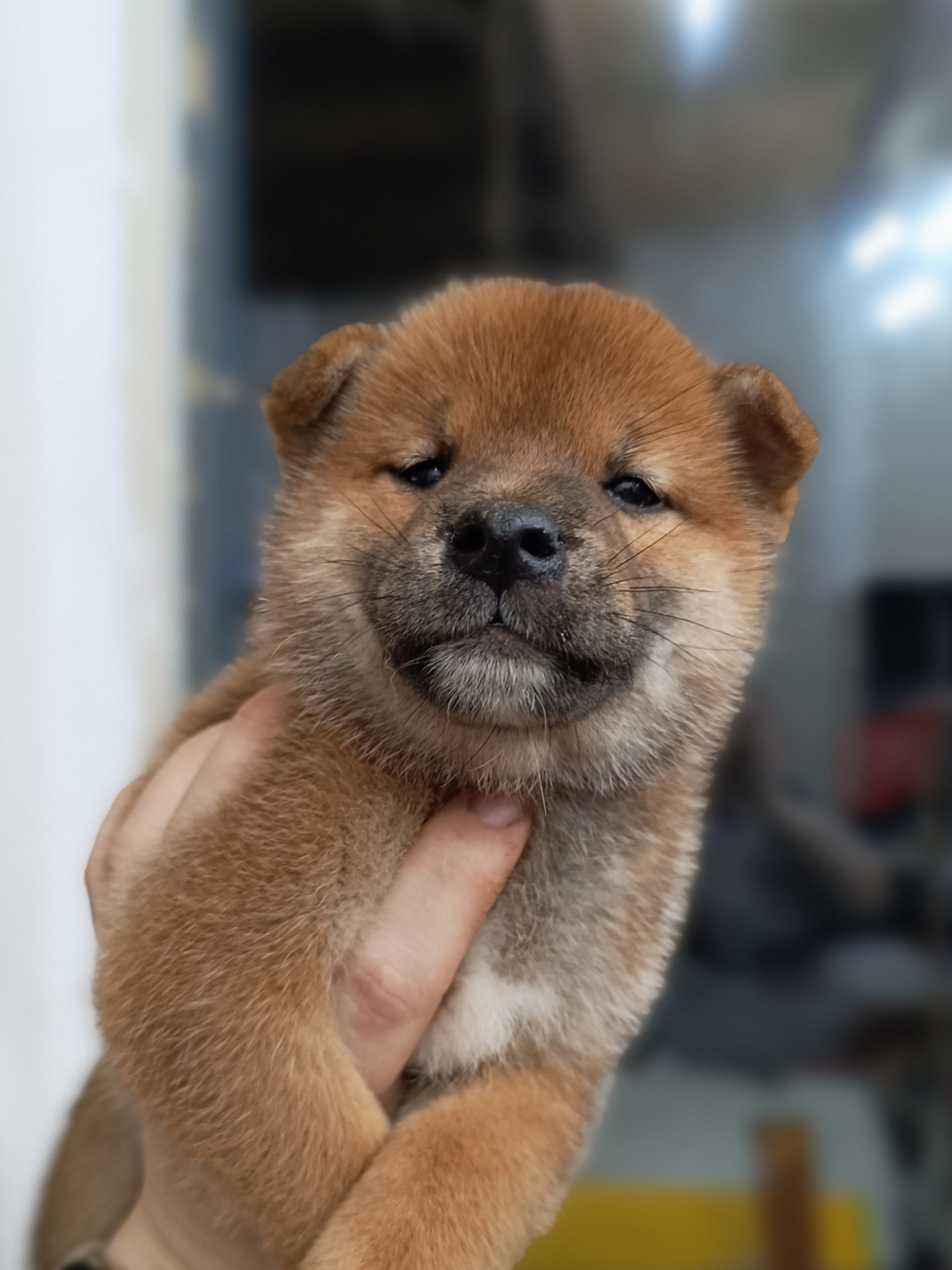 сиба питомник Рубилайт щенки на продажу rubylight  сиба щенки купить СПб Санкт-Петербург 