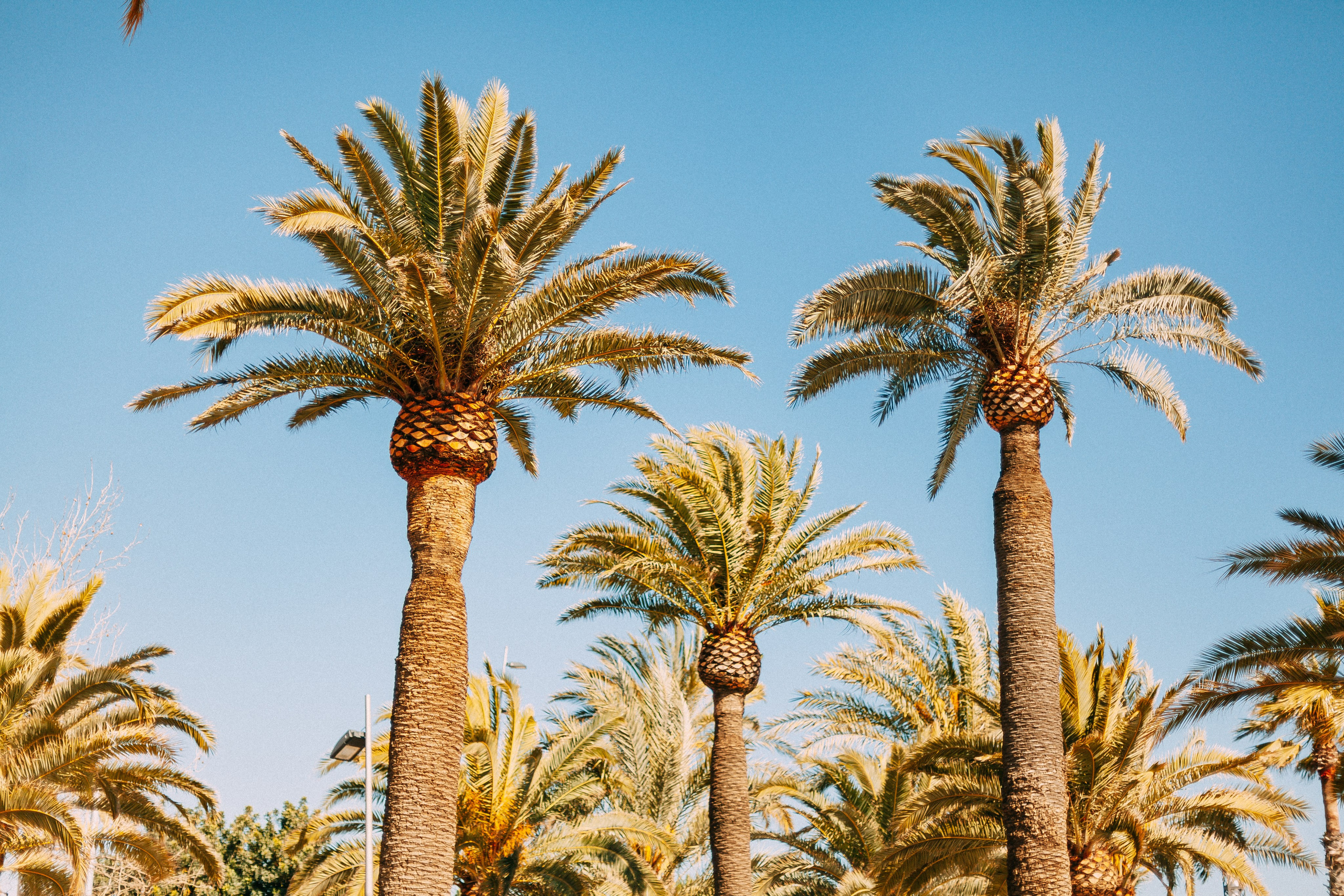 Барселона. Аня Степанова