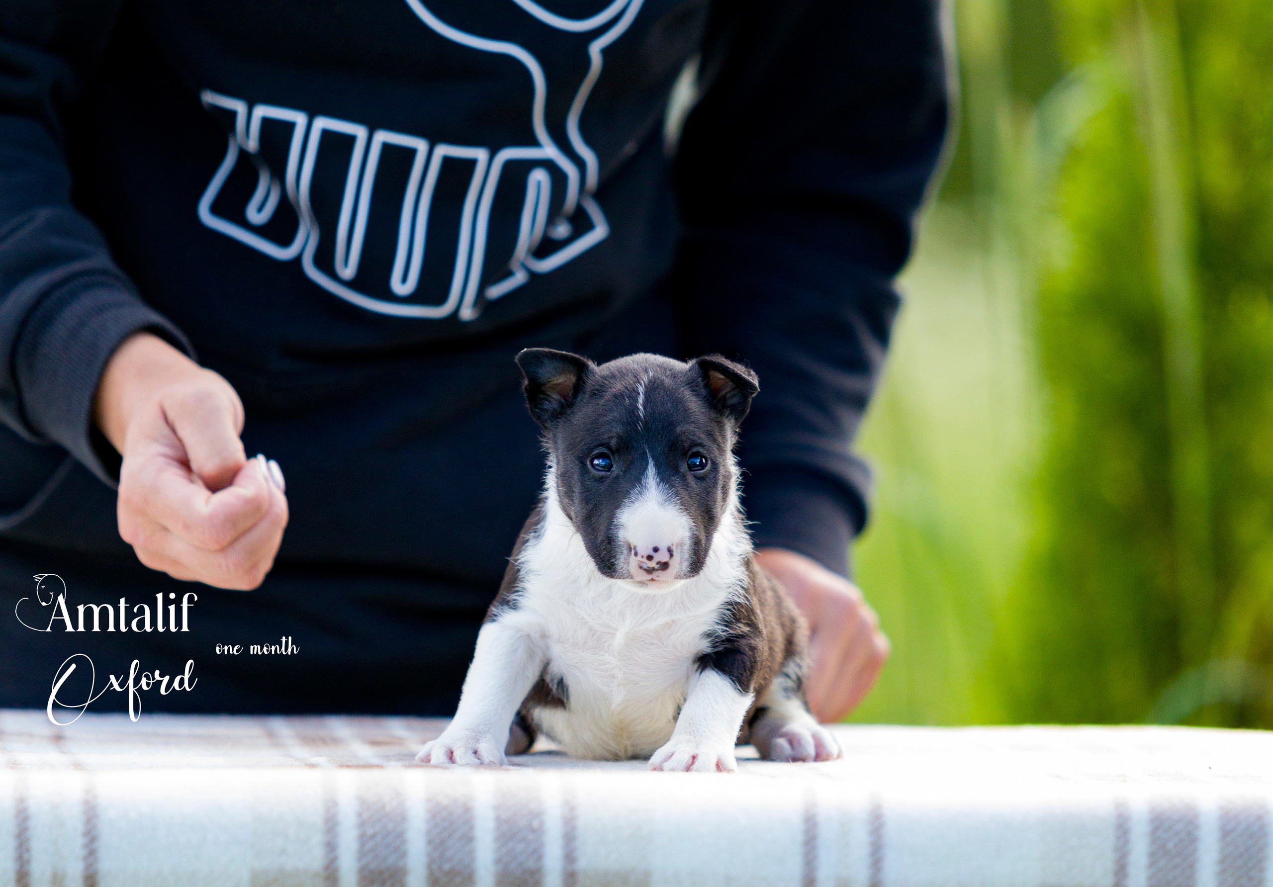 Миниатюрный бультерьер. Фотограф — анималист Татьяна Ли