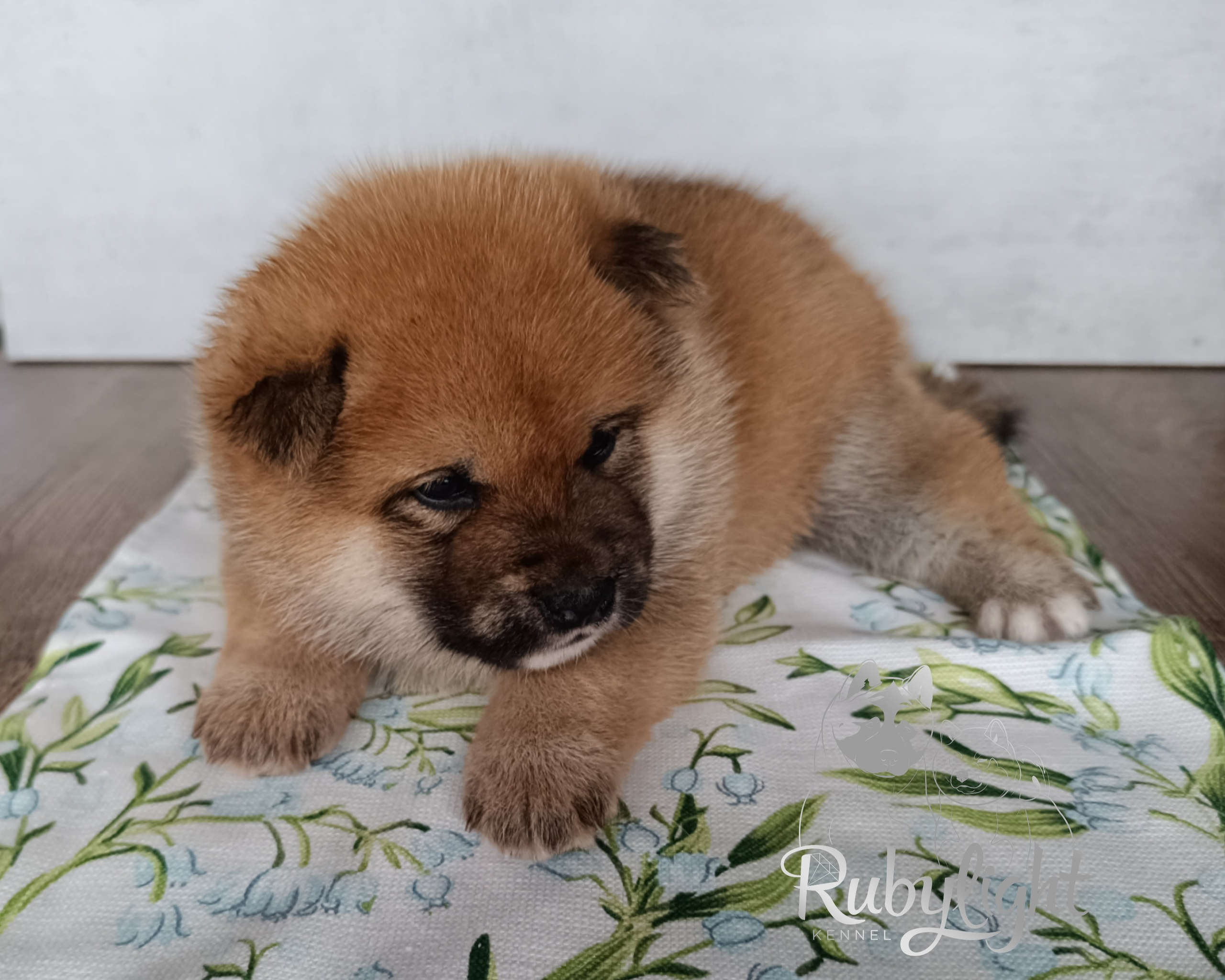 Сиба Rubylight Everest питомник Рубилайт 