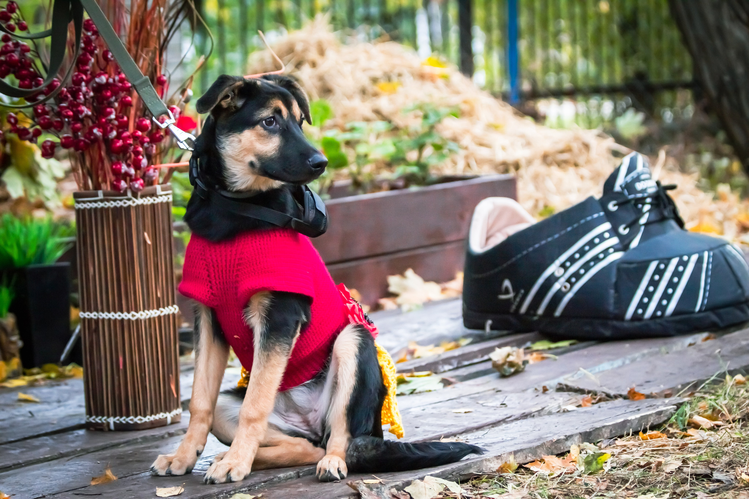 Костюмированный парад собак. Фотограф анималист — Тула, Москва