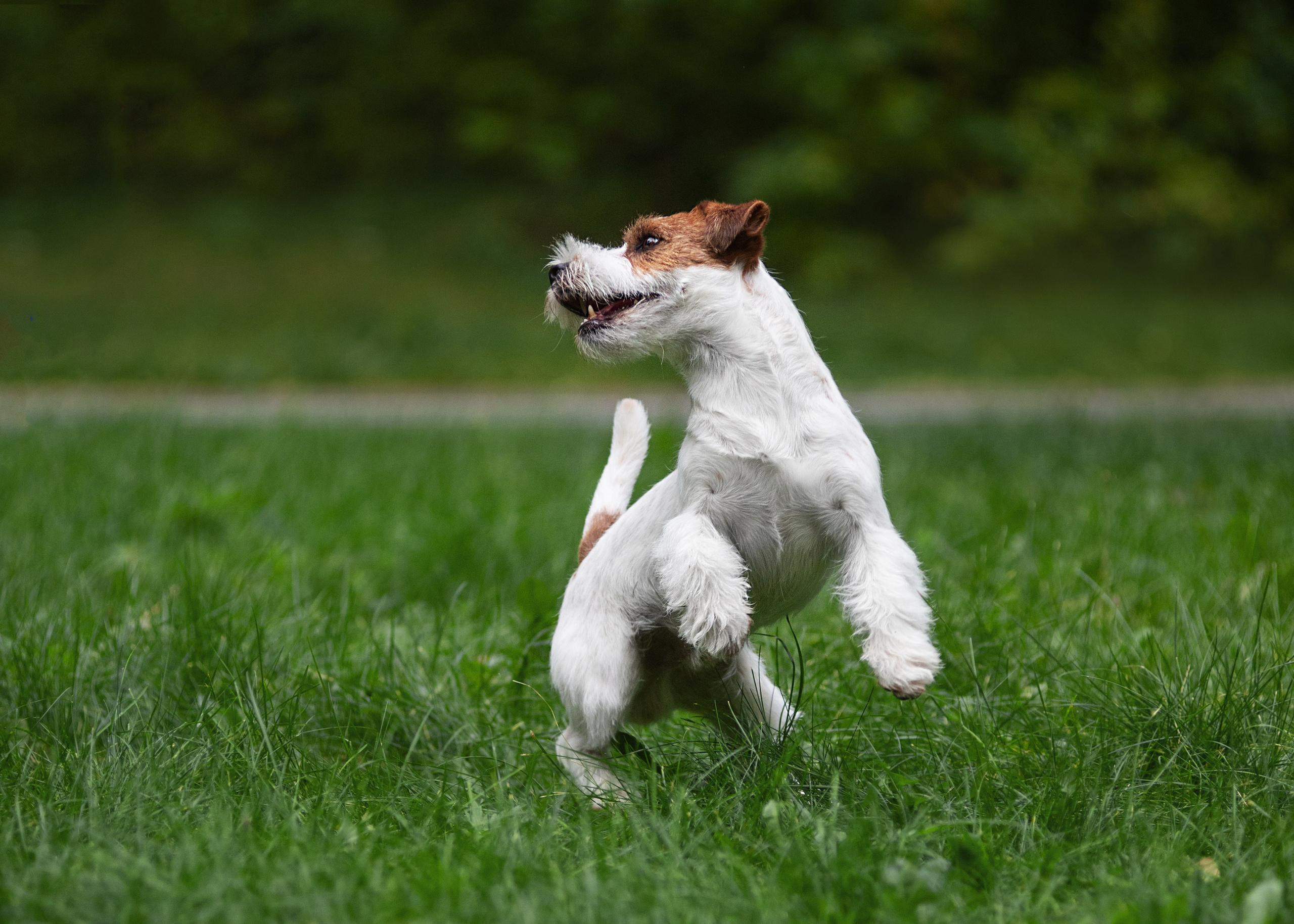 Осень с рыжими собаками. Дог-фотограф в Тюмени Александра Королева