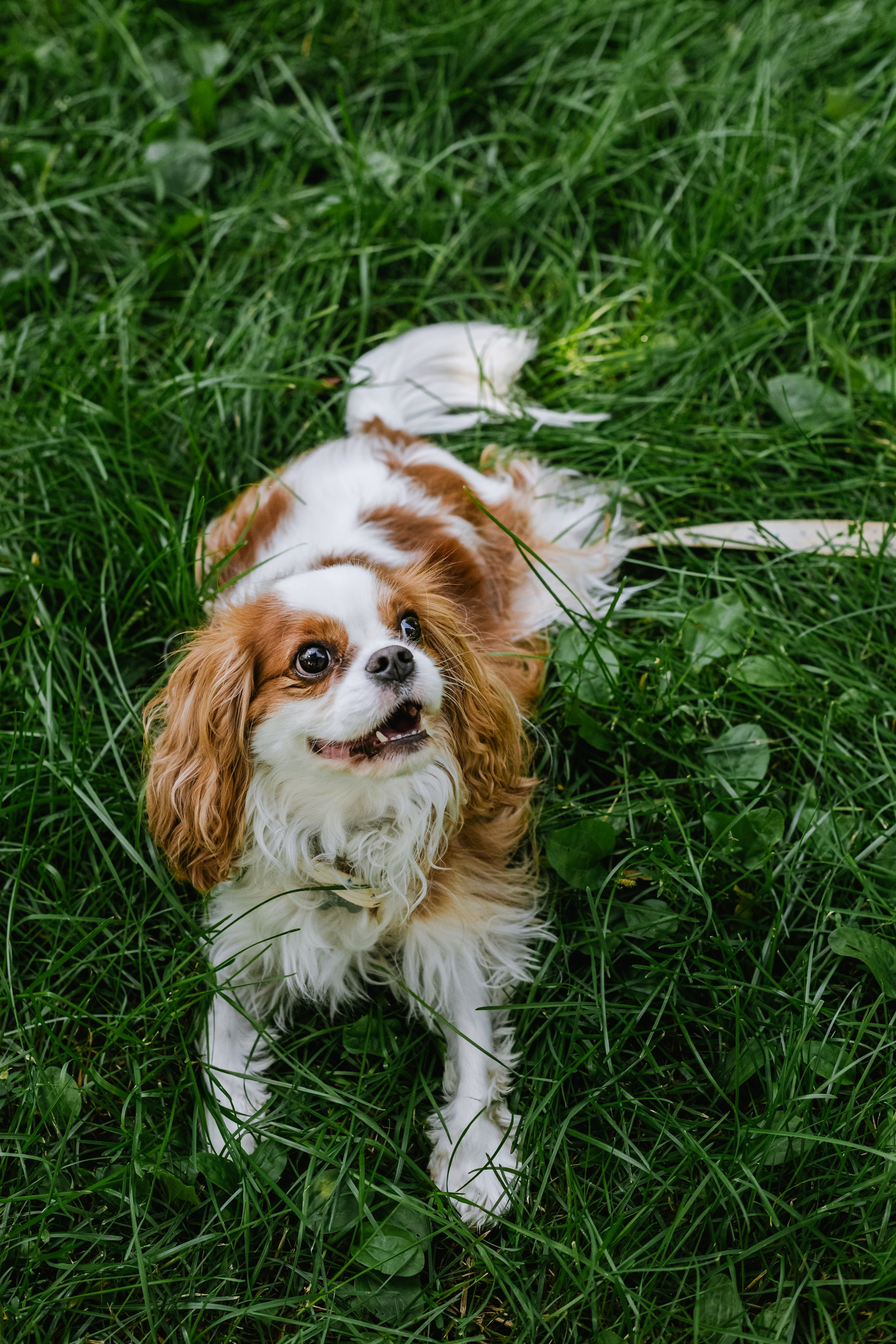 Фотопрогулка на бульваре. Фотограф-анималист Татьяна Степанова