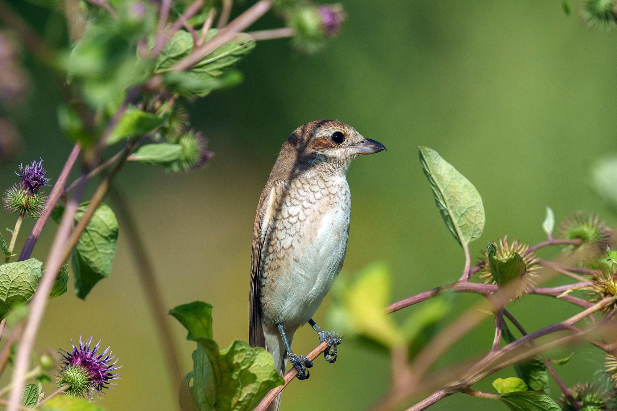 Удивительные мир птиц. Вокруг нас столько прекрасного — присмотритесь!. Ваш личный фотограф Марина Волкова