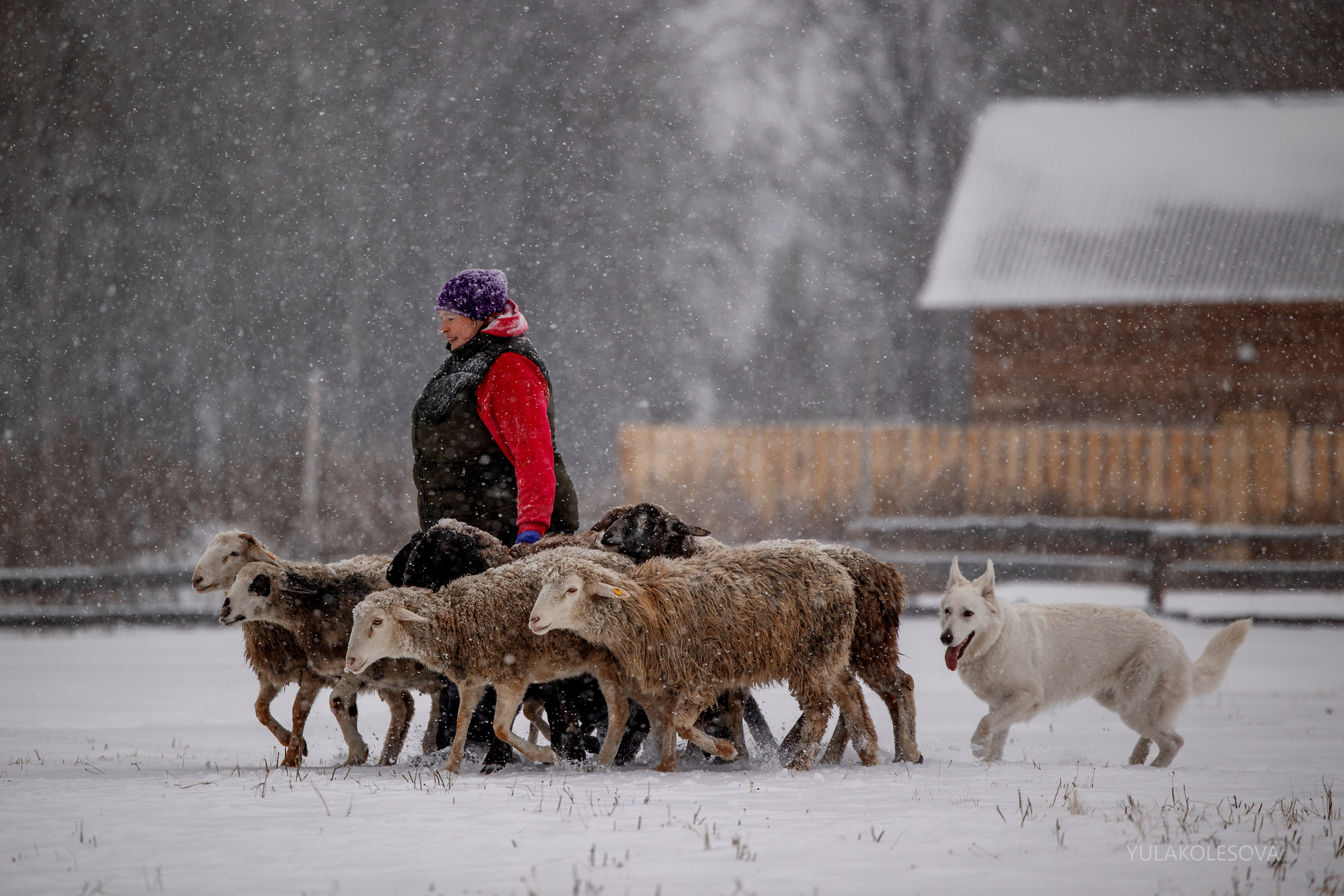 Пастуший интенсив, ноябрь 2024. YULA KOLESOVA | Фотограф — Анималист | Художник | Тюмень