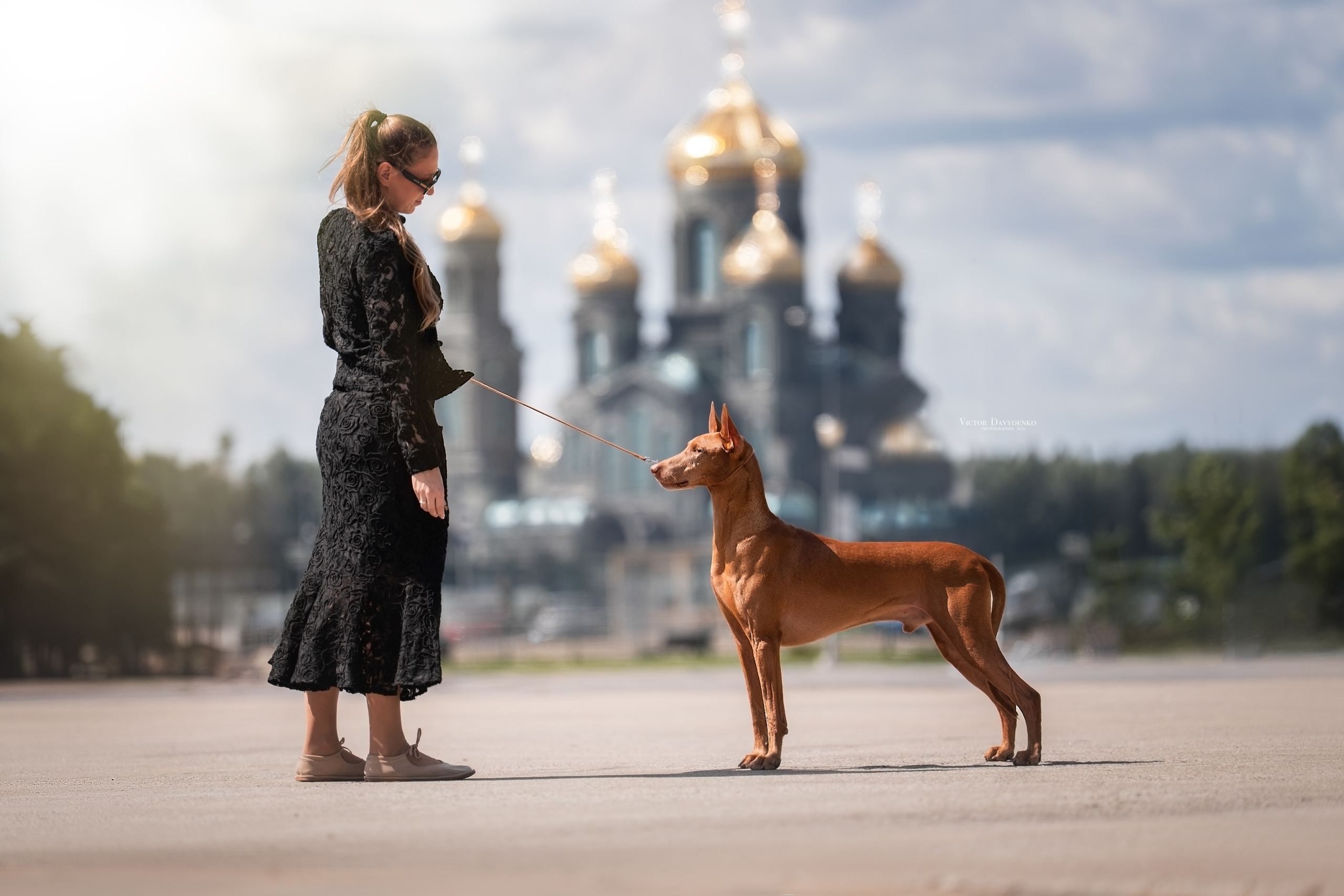 Dog Show. Давыденко Анна / Фотограф Краснодар/Сочи